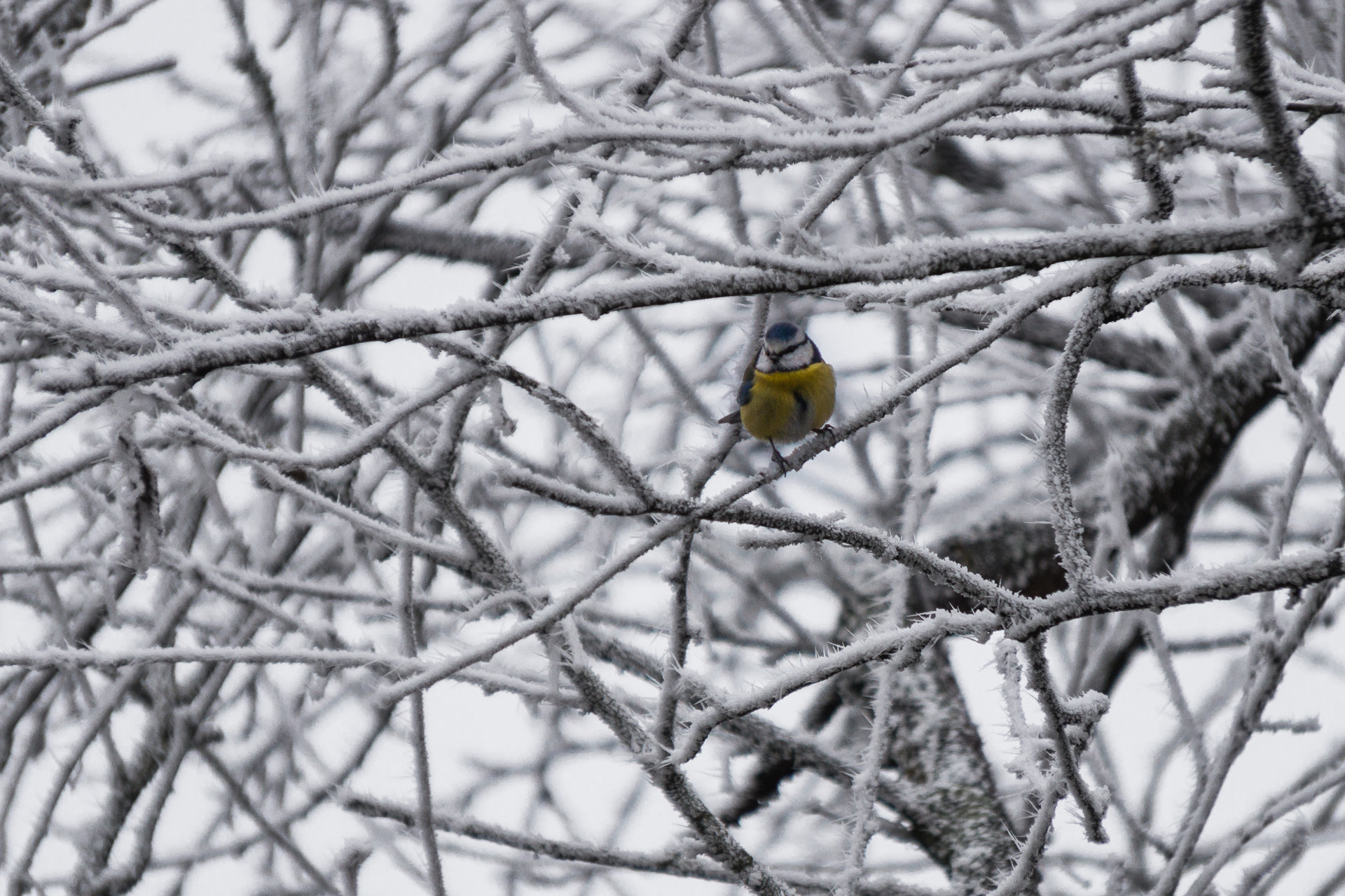 Sony Alpha NEX-3N + Sony E 55-210mm F4.5-6.3 OSS sample photo. Mésange bleue photography