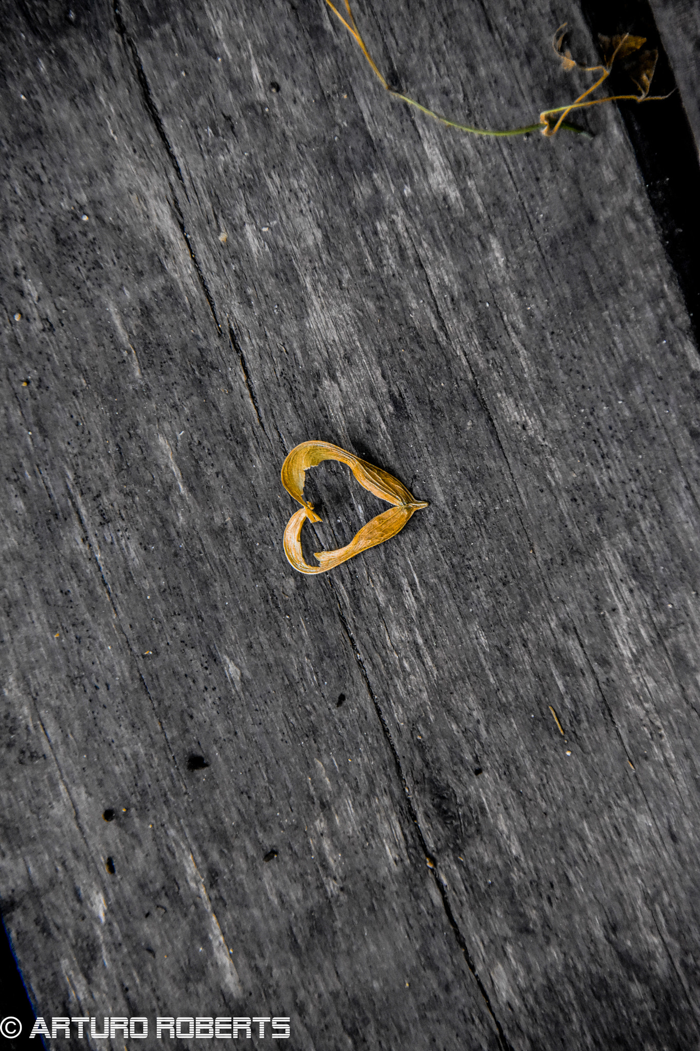 Nikon D5500 sample photo. Heart photography