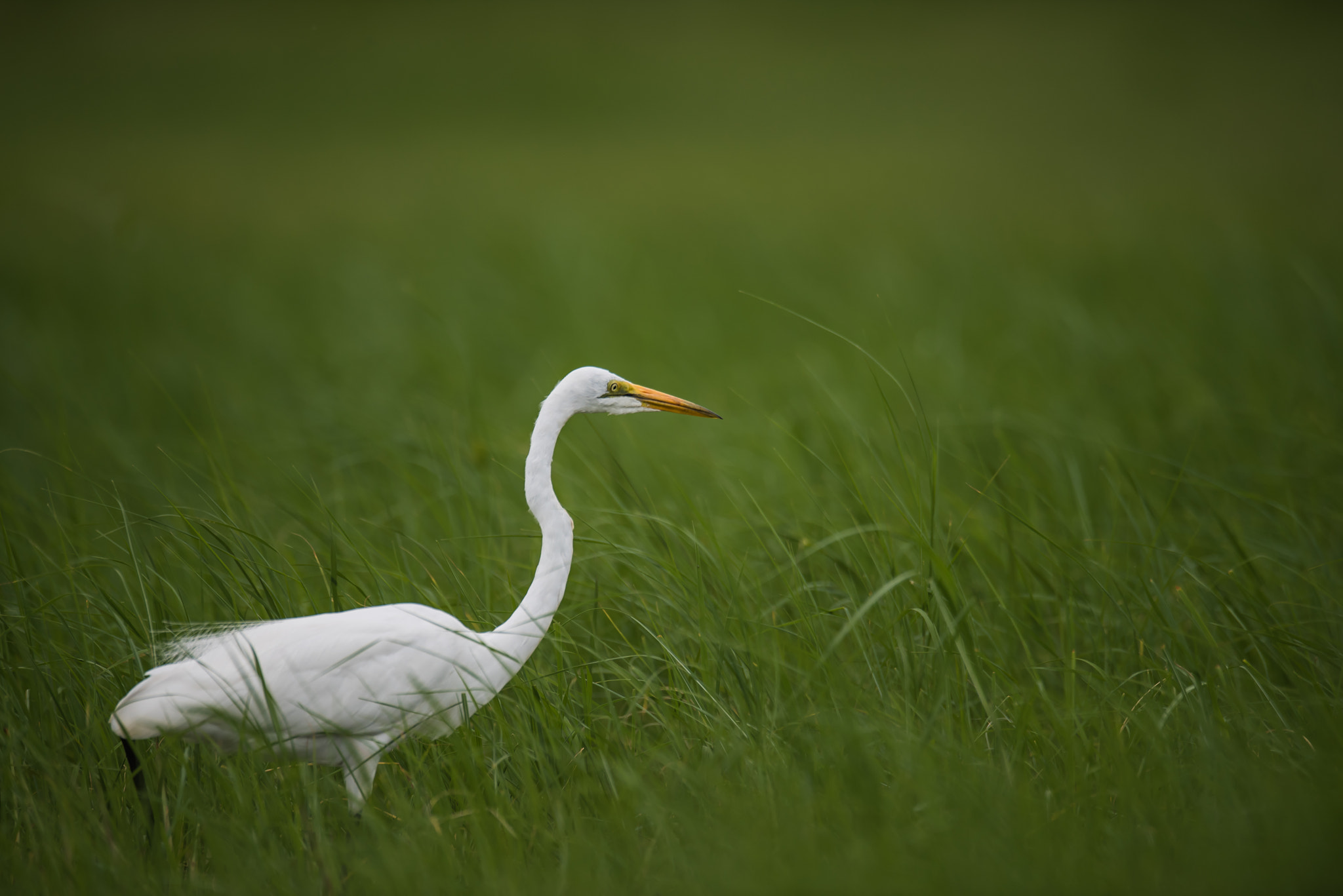 Nikon D810 + Nikon AF-S Nikkor 600mm F4G ED VR sample photo. Heron focused photography