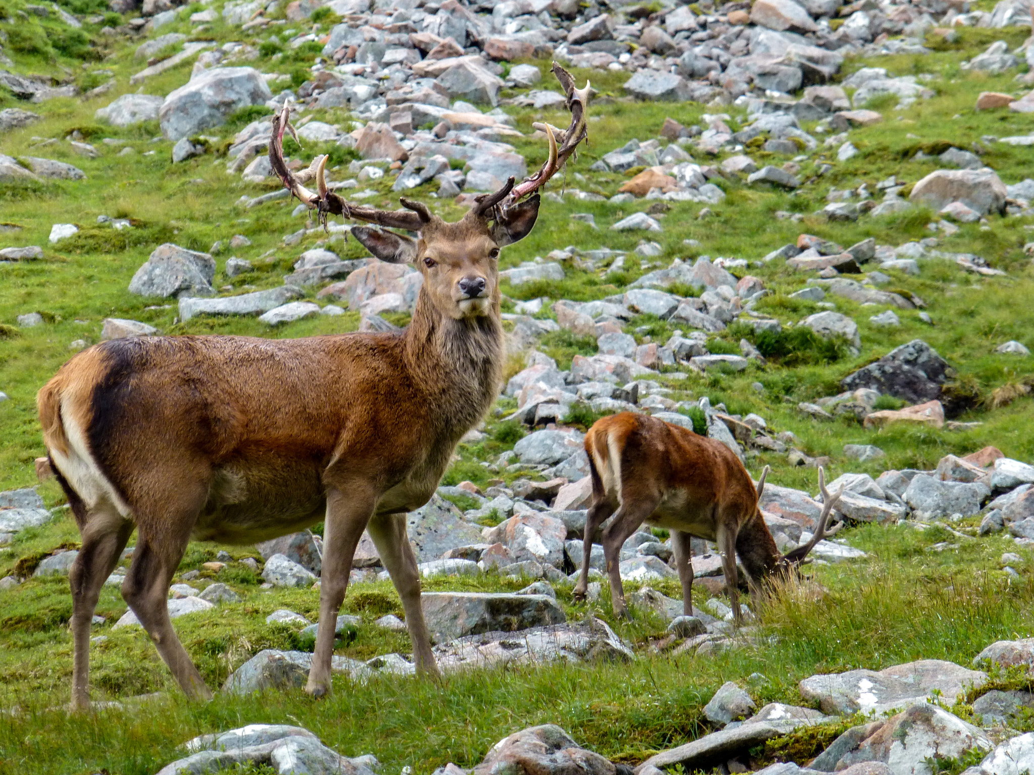 Panasonic DMC-TZ31 sample photo. Red deer on ben nevis, scotland photography