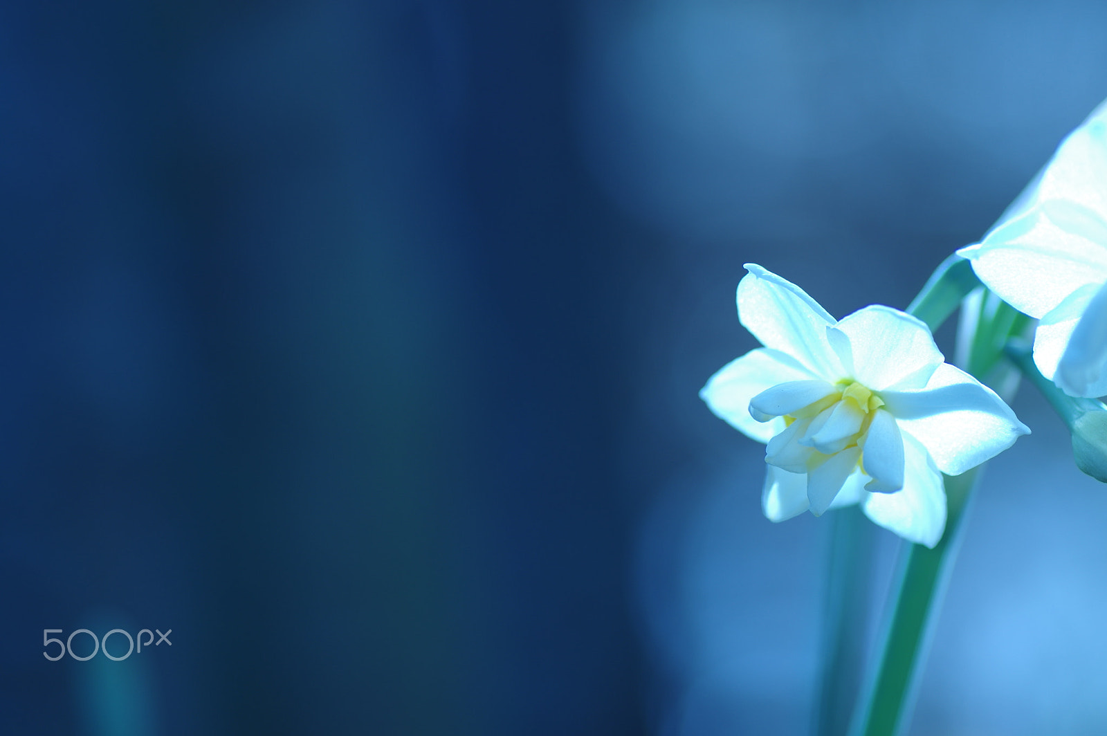 Tamron SP AF 90mm F2.8 Di Macro sample photo. Silent blue photography