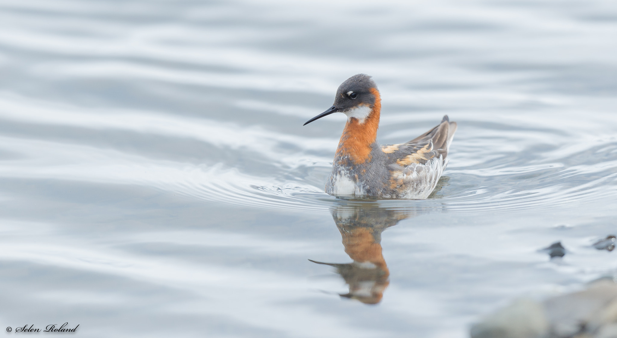 Nikon D4 + Nikon AF-S Nikkor 500mm F4G ED VR sample photo. Grauwe franjepoot - phalarope photography