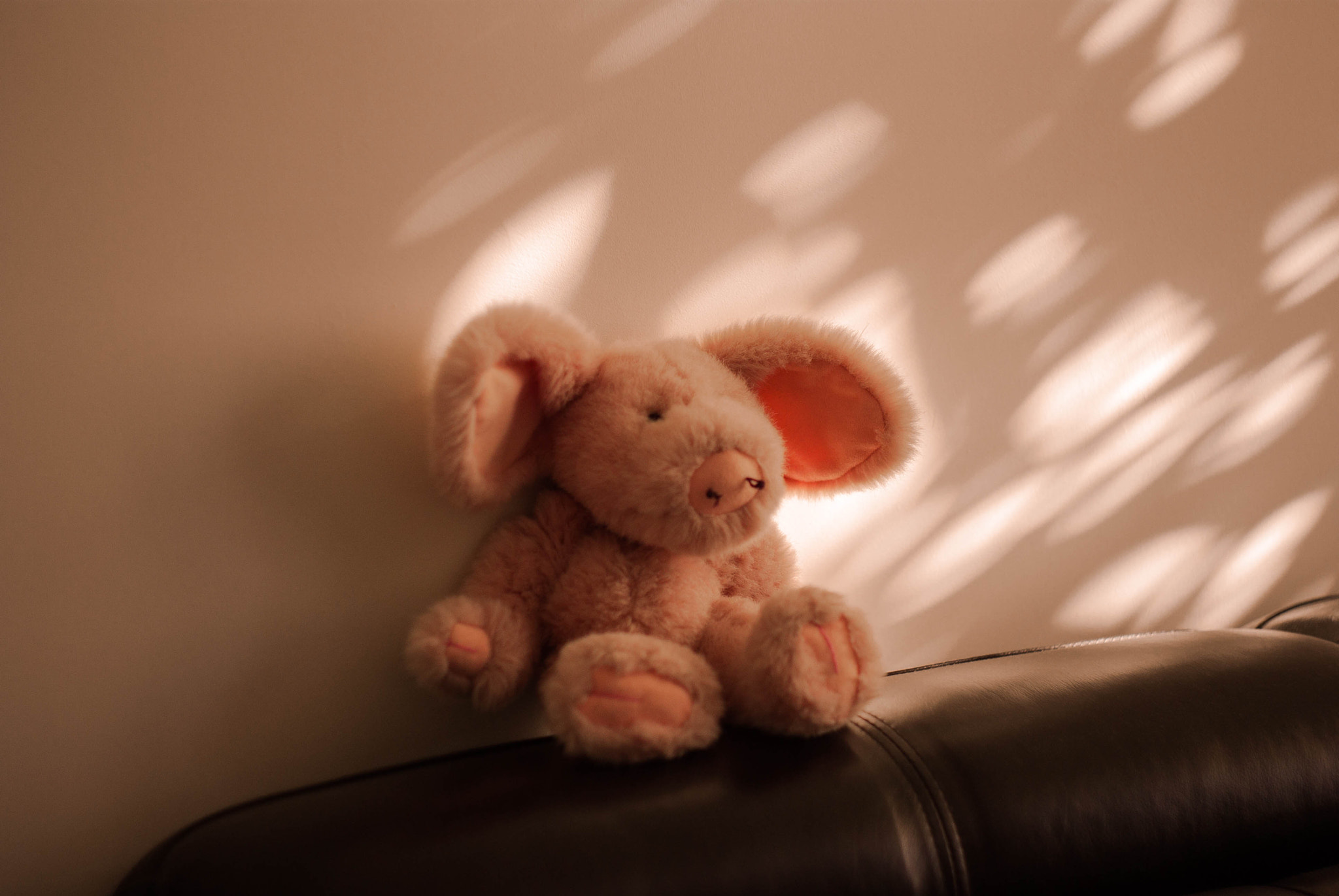 Pentax K-m (K2000) + A Series Lens sample photo. Wombat photography