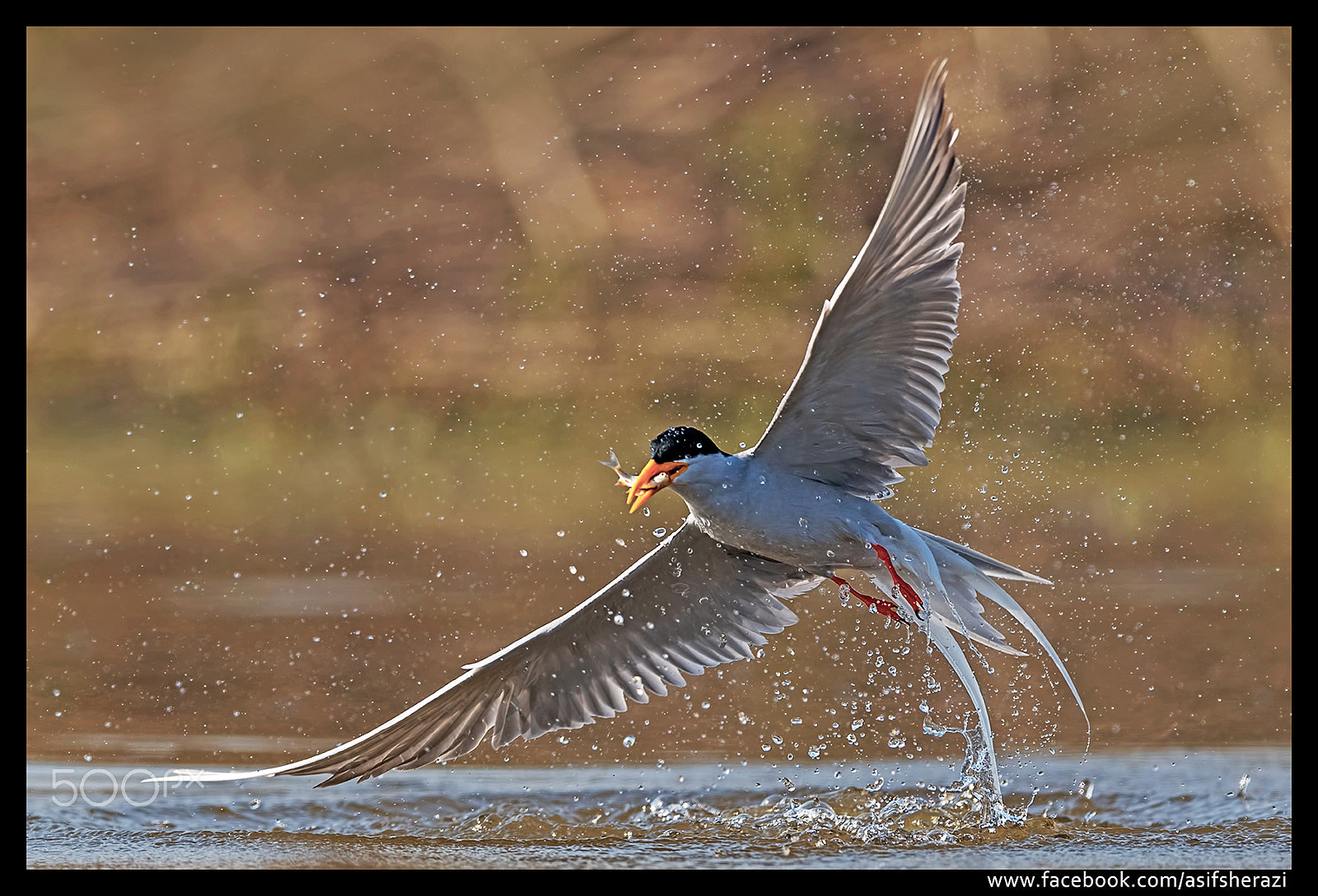 Nikon AF-S Nikkor 600mm F4E FL ED VR sample photo. Beauty of the nature photography