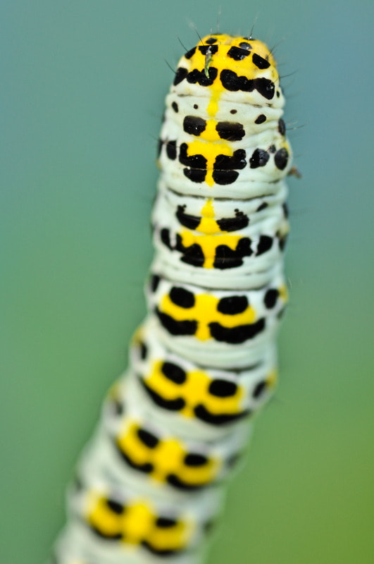 AF Micro-Nikkor 105mm f/2.8 sample photo. Caterpillar photography