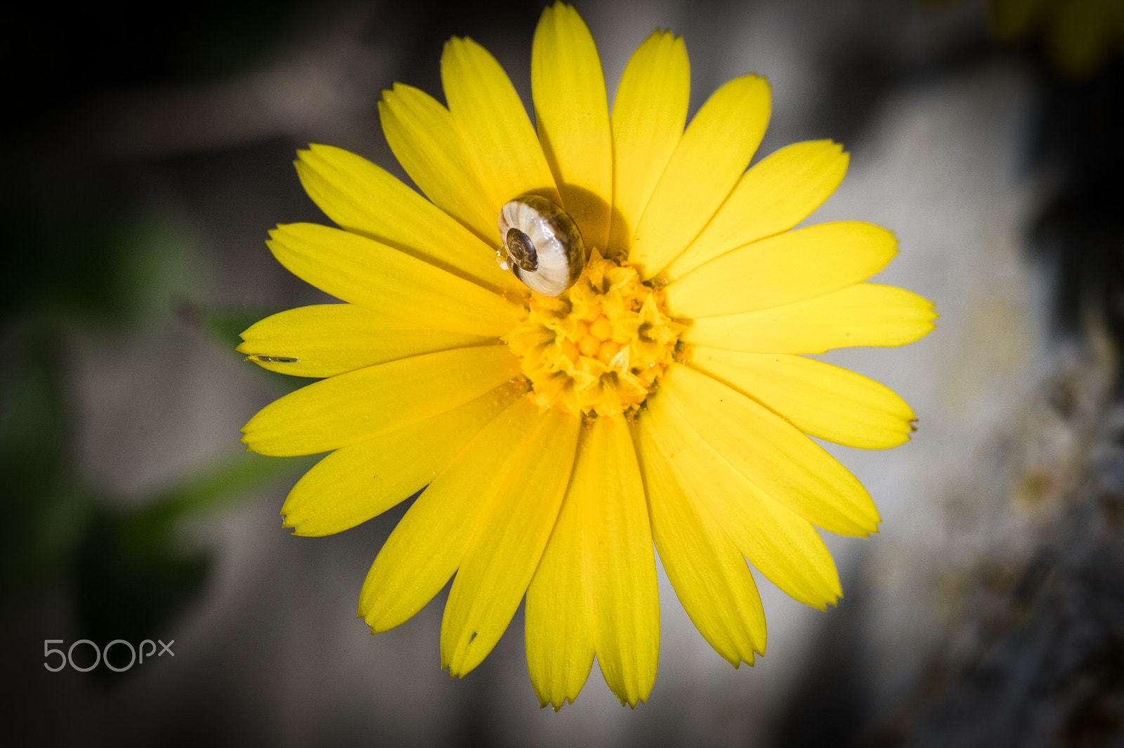 Canon EF 100mm F2.8 Macro USM sample photo. Snail on flower photography