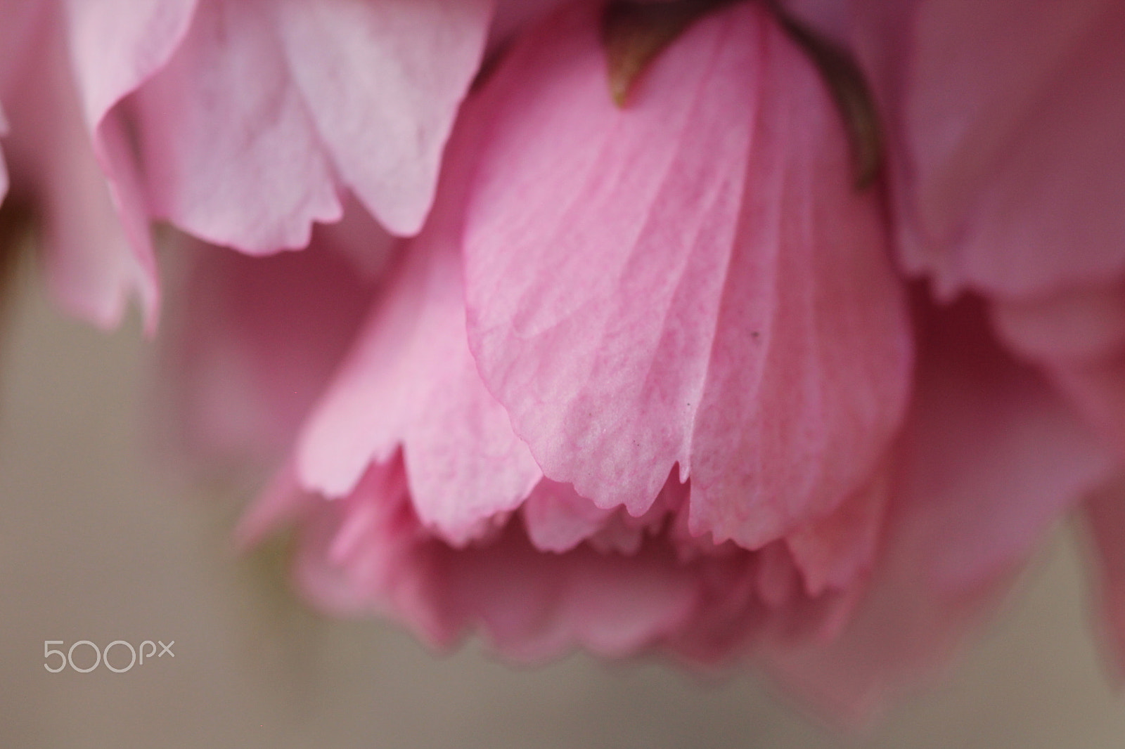 Sigma 105mm F2.8 EX DG OS HSM sample photo. Pink blossom drop photography