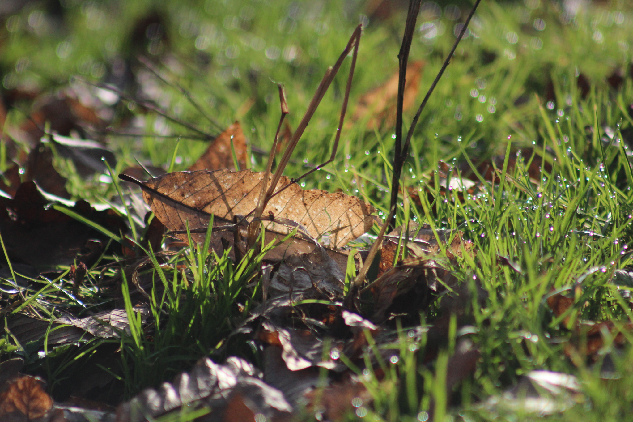 Canon EF 75-300mm f/4-5.6 USM sample photo. Img photography