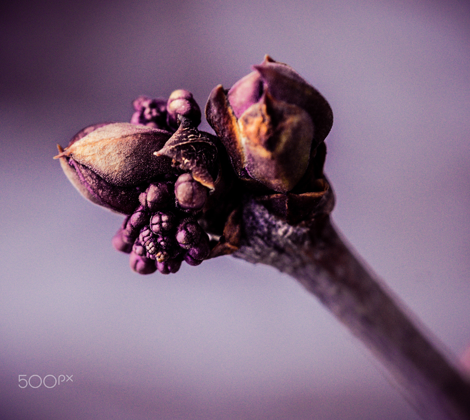 Sony a7 + Sony FE 90mm F2.8 Macro G OSS sample photo. Lilac bud photography