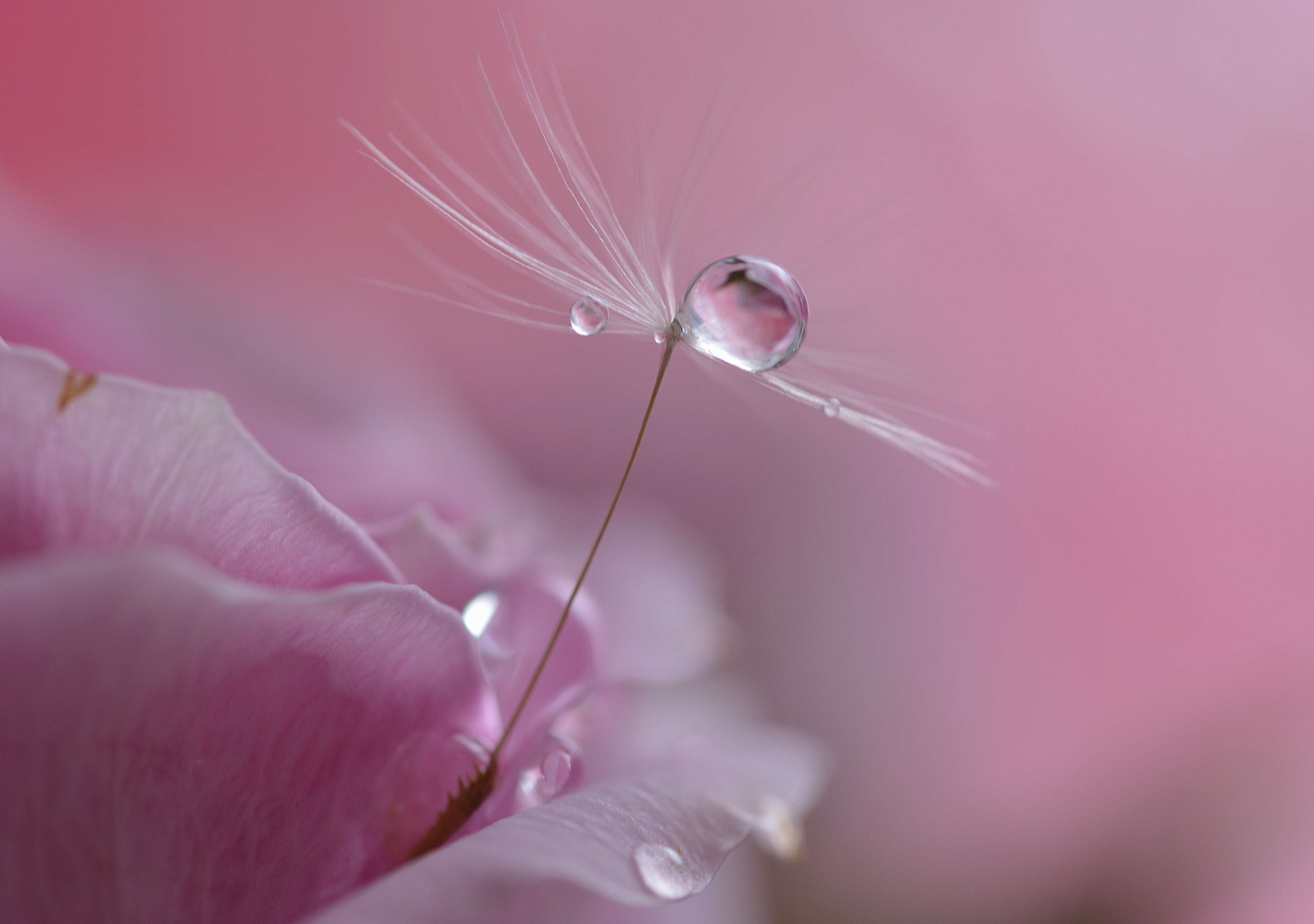 Sigma 105mm F2.8 EX DG OS HSM sample photo. Rose wadding photography