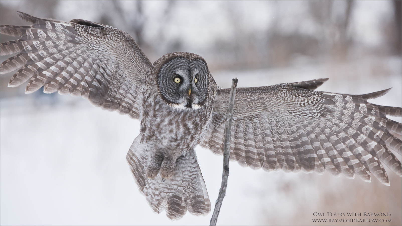 Nikon D810 + Nikon AF-S Nikkor 200-400mm F4G ED-IF VR sample photo. Great grey owl coming in for a landing photography
