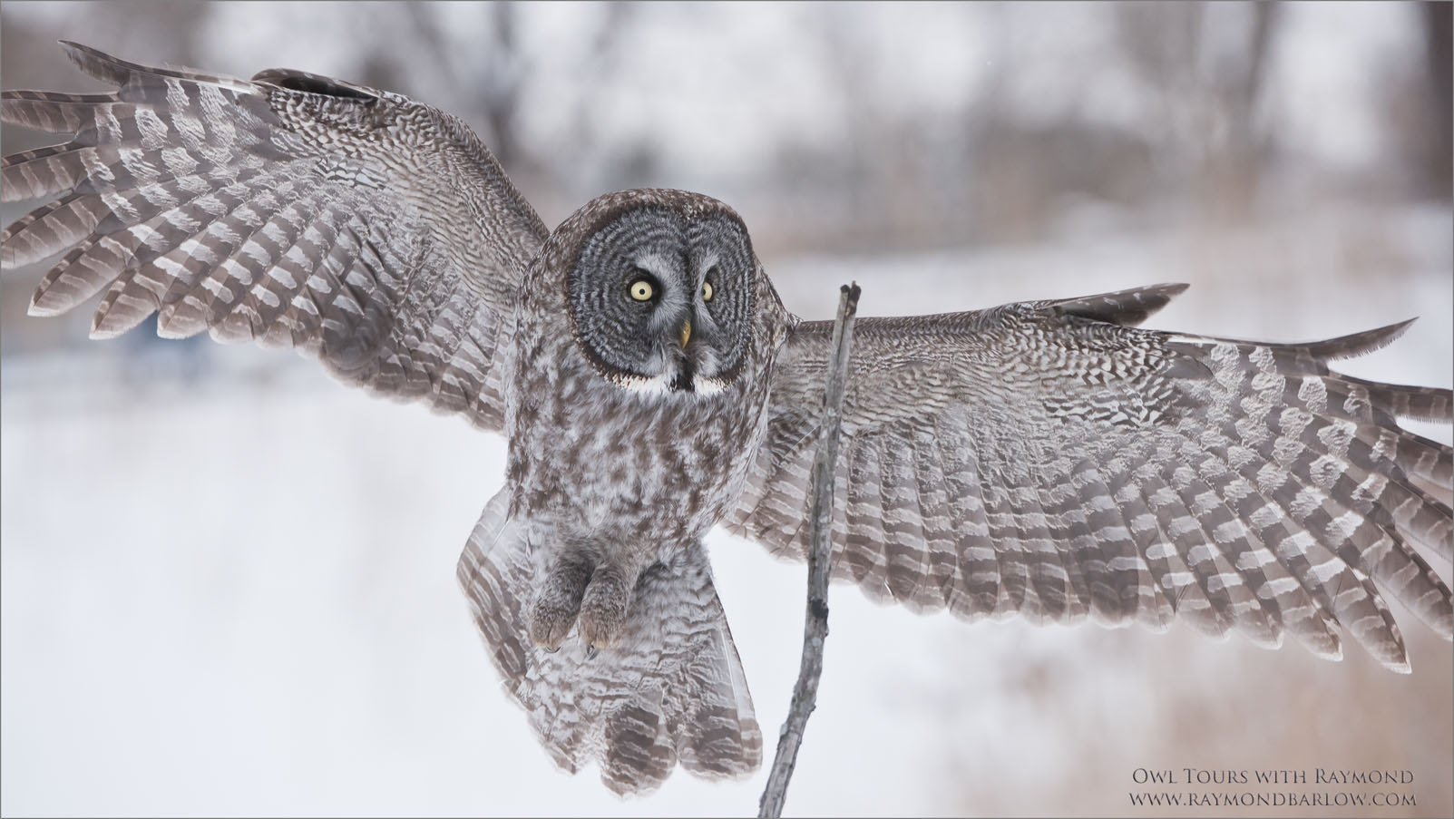 Nikon AF-S Nikkor 200-400mm F4G ED-IF VR sample photo. Great grey owl coming in for a landing photography