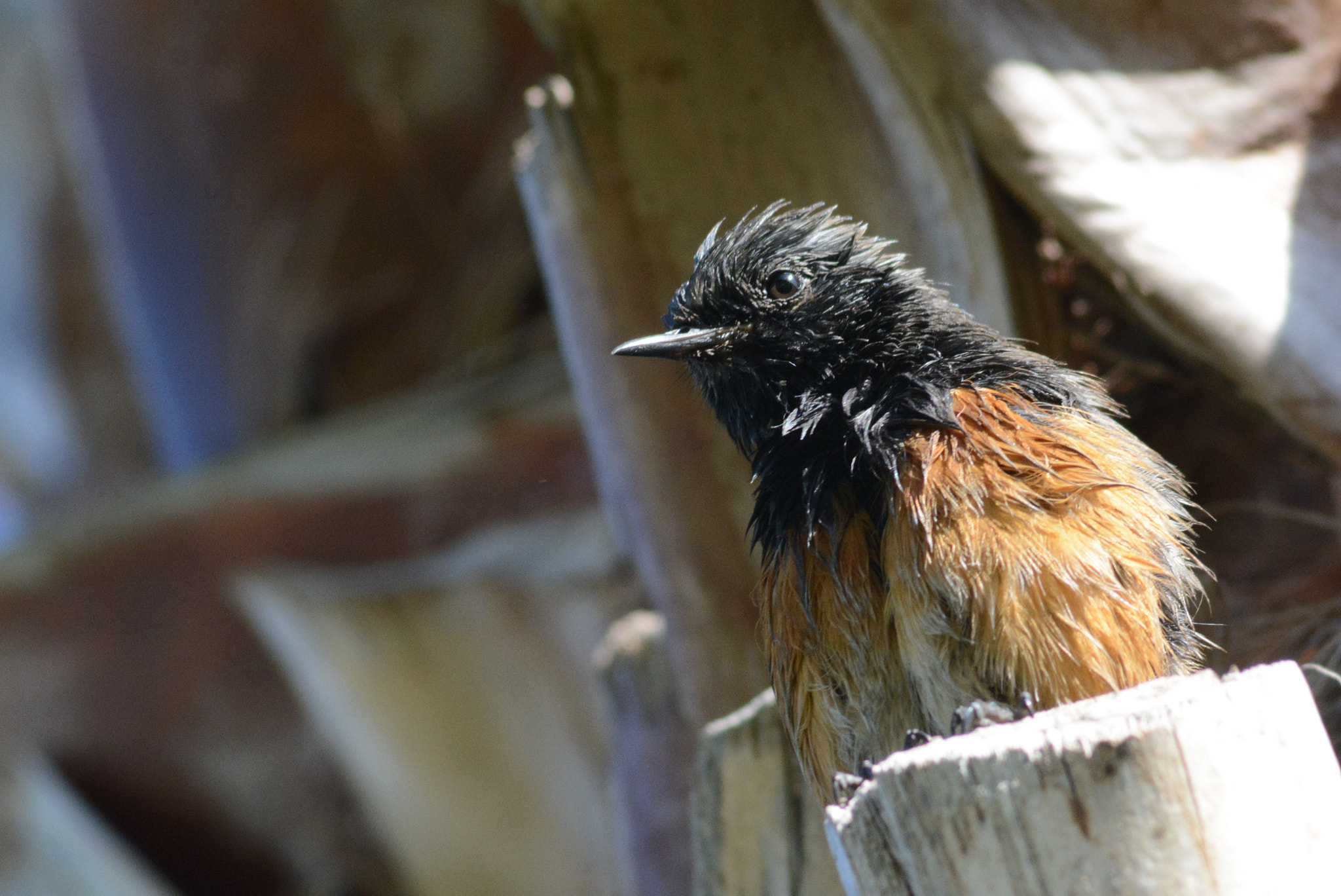 Nikon D7100 sample photo. Oriental black redstart (the first one in france) photography