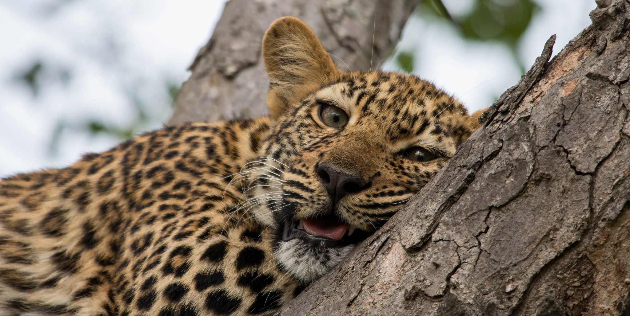Sigma 150-500mm F5-6.3 DG OS HSM sample photo. Leopard photography