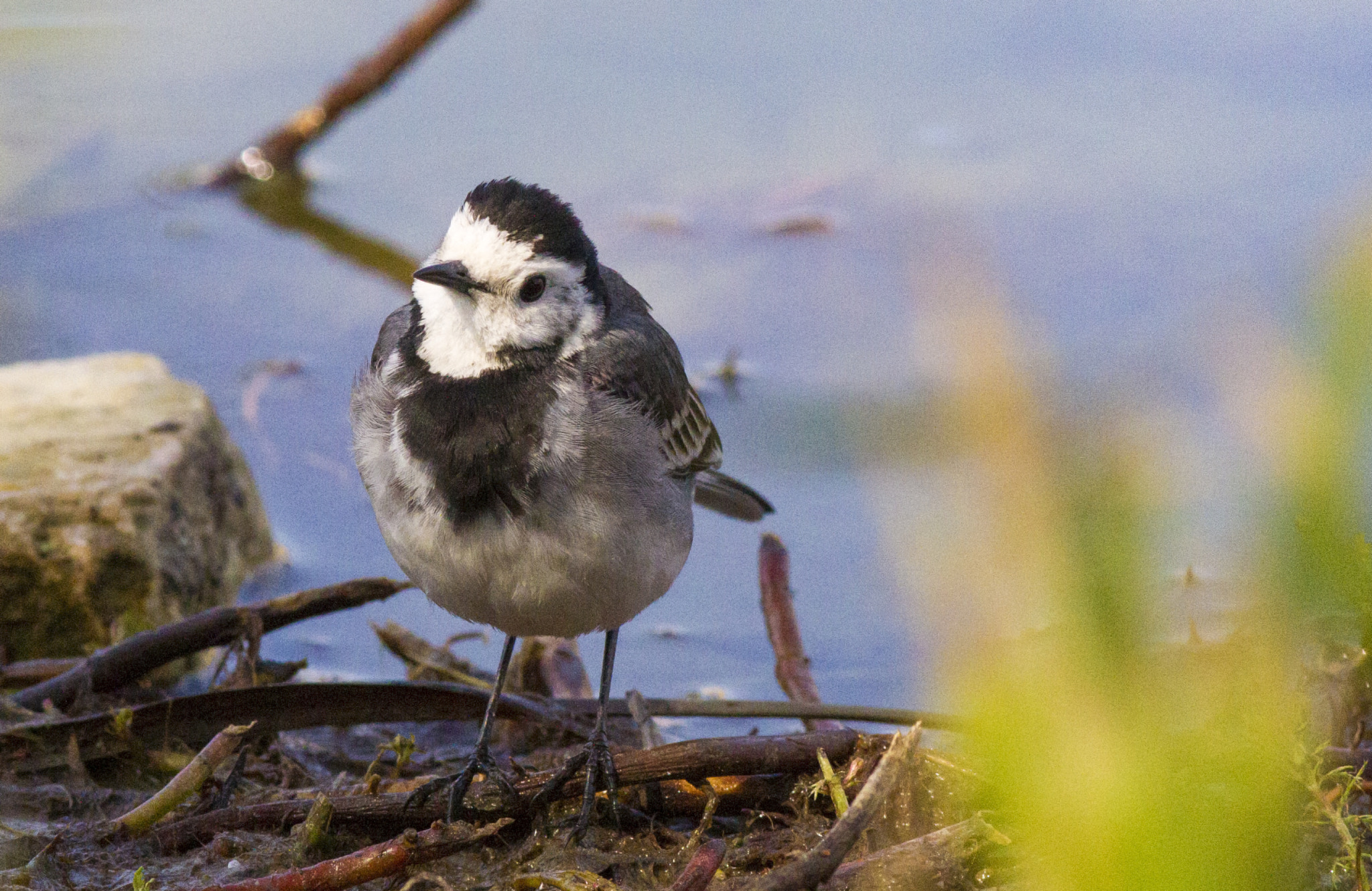 Canon EOS 7D + Canon EF 300mm F4L IS USM sample photo. Wagtail photography