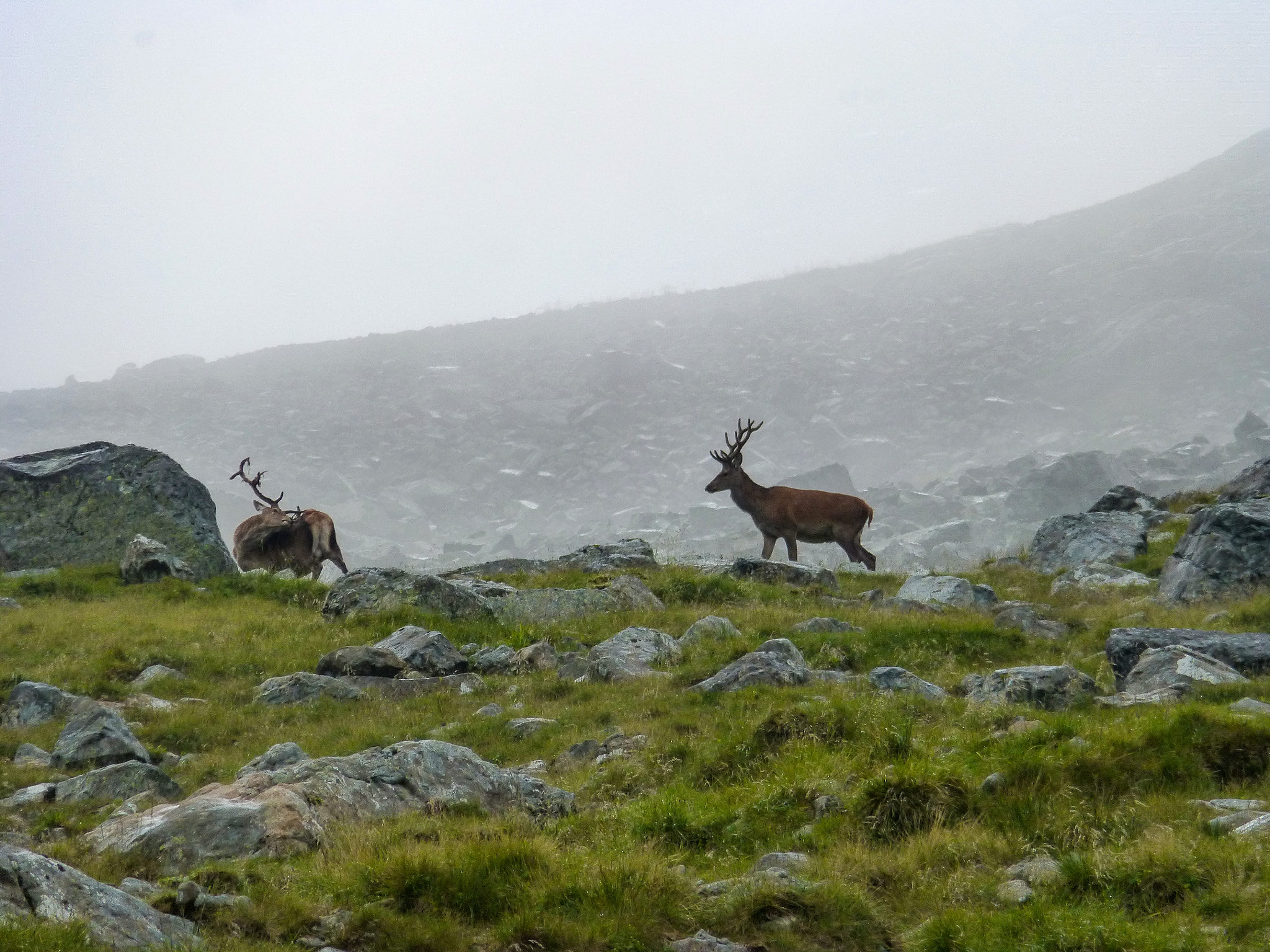 Panasonic DMC-TZ31 sample photo. Red deer in the fog, ben nevis, scotland photography