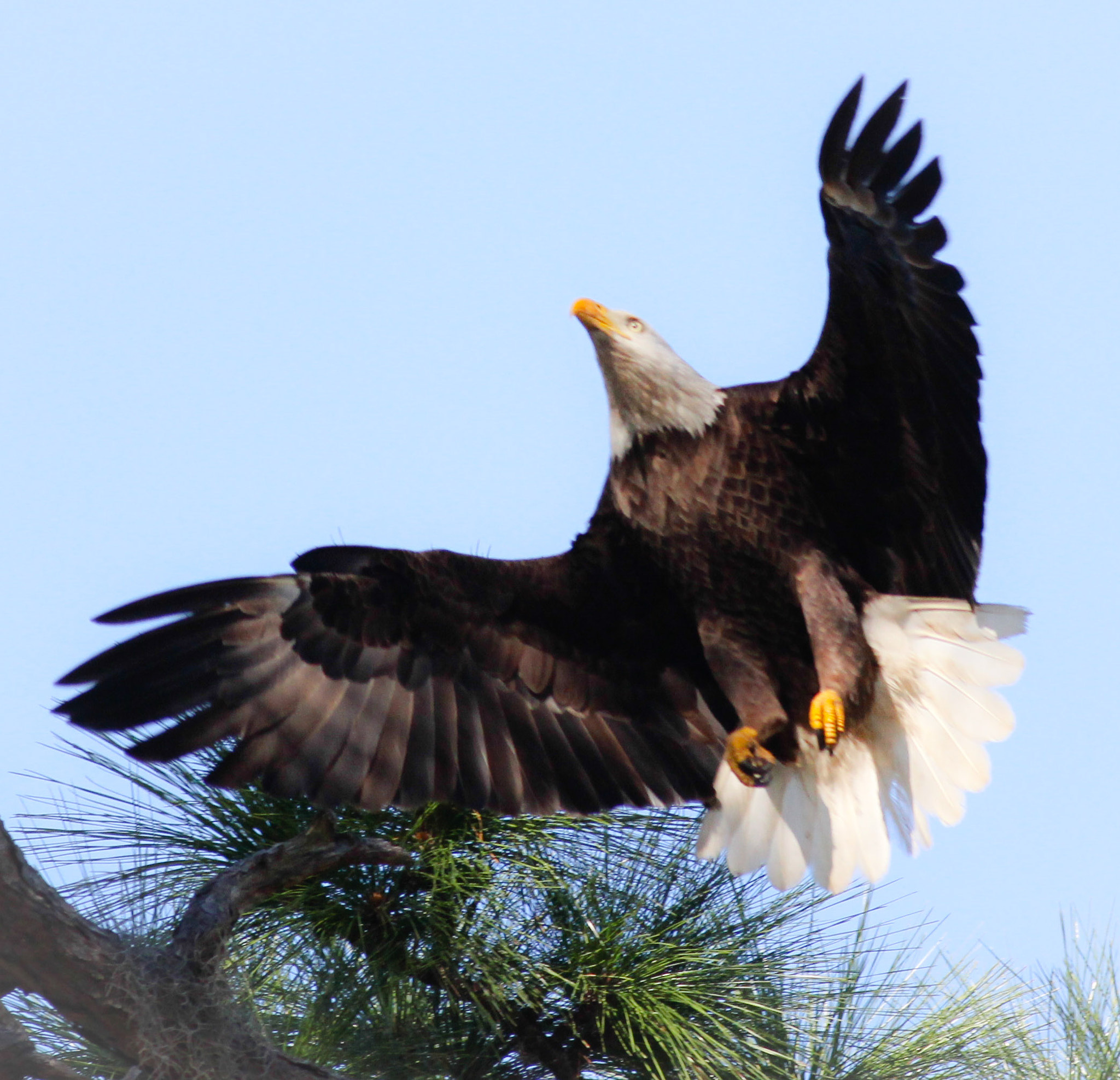 Canon EF 400mm F5.6L USM sample photo. Going up! photography
