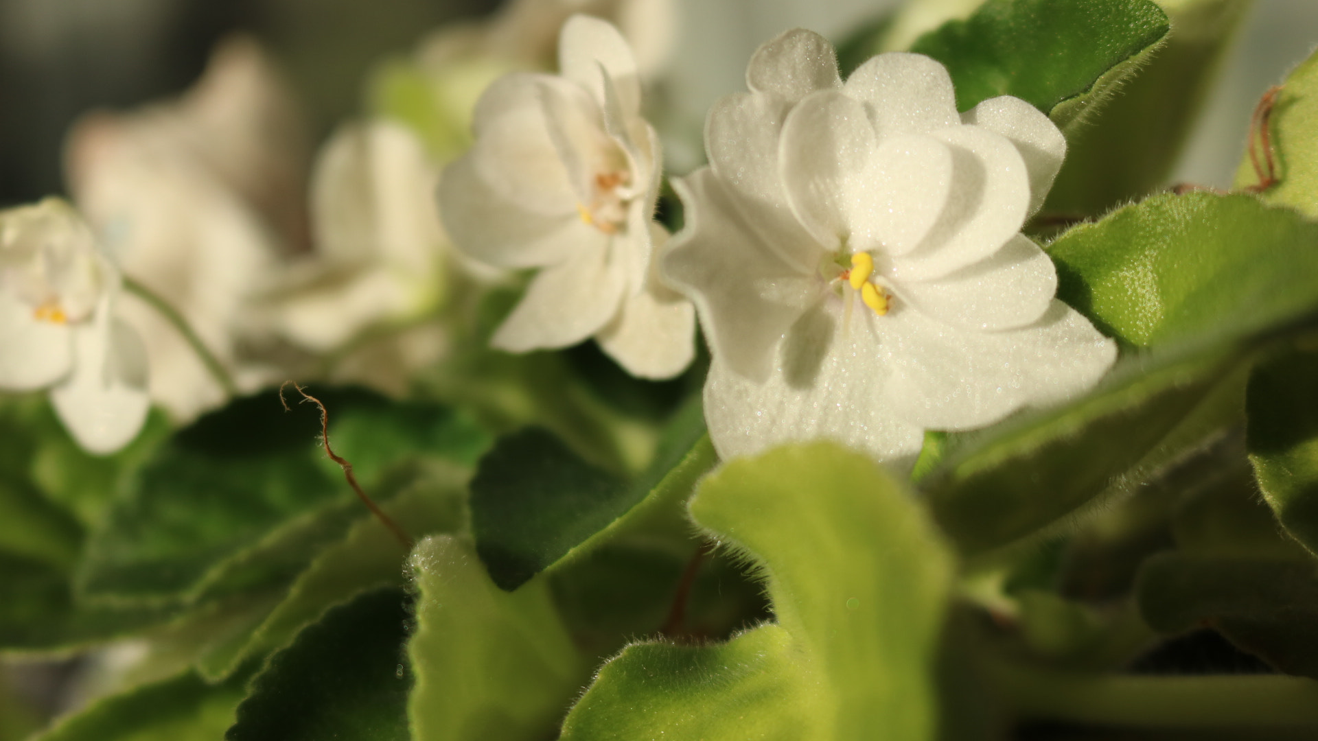 Canon EOS 760D (EOS Rebel T6s / EOS 8000D) sample photo