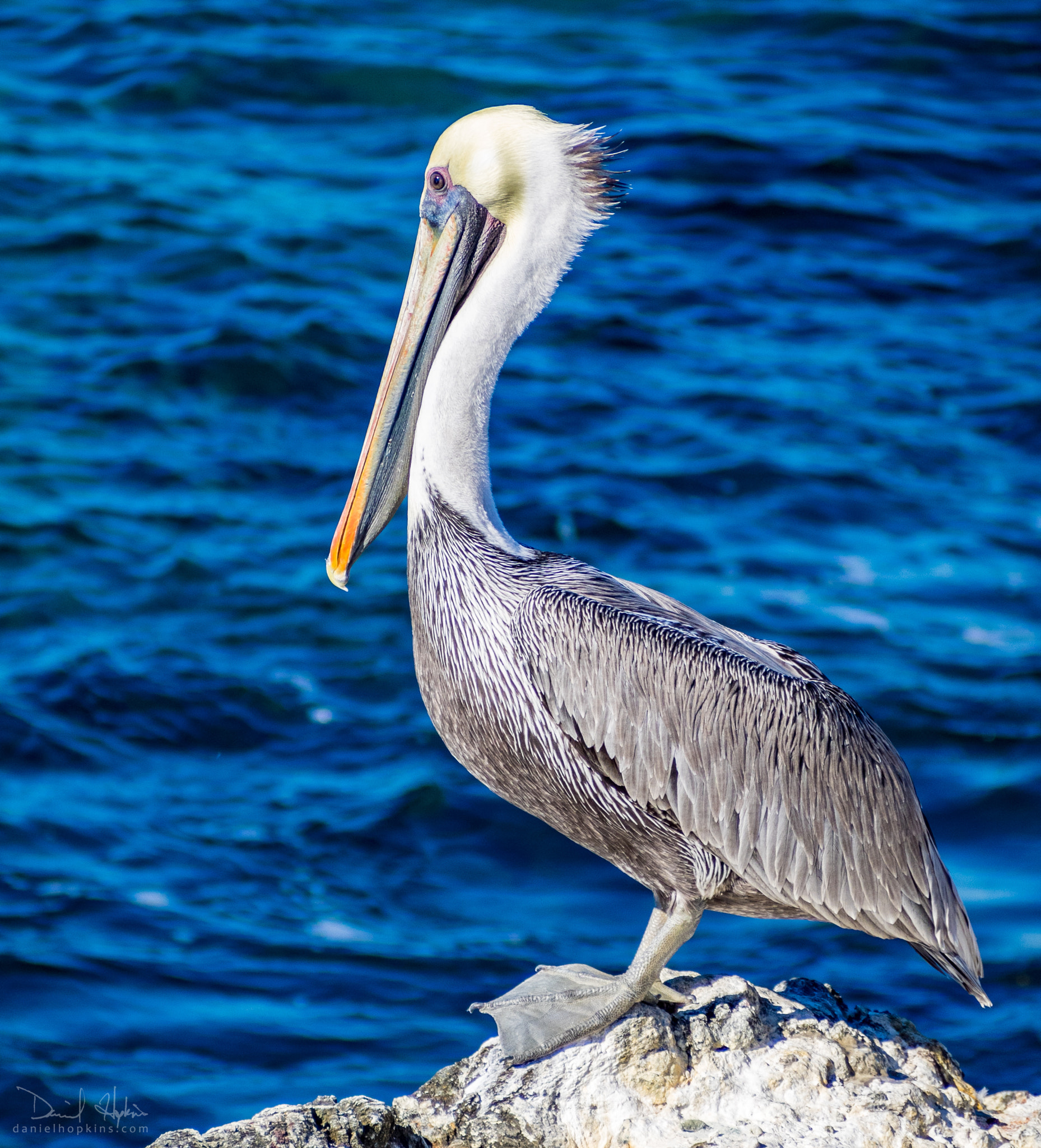 Olympus OM-D E-M1 sample photo. Portrait of a pelican photography