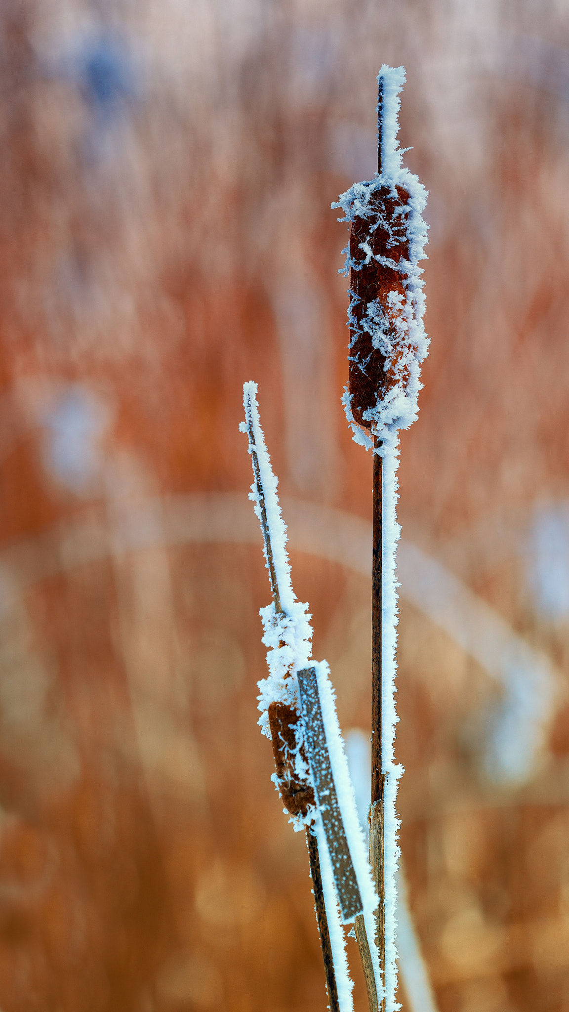 Sony a99 II sample photo. Reed in winter photography