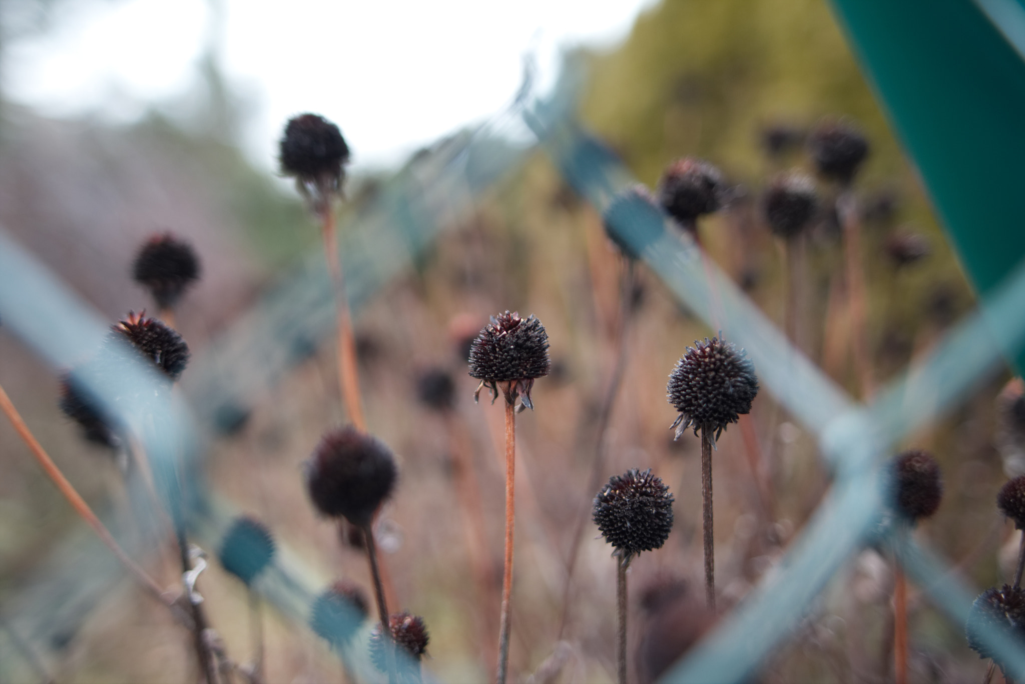 Sigma 28mm f/1.8 DG Macro EX sample photo. Last summer's echo photography