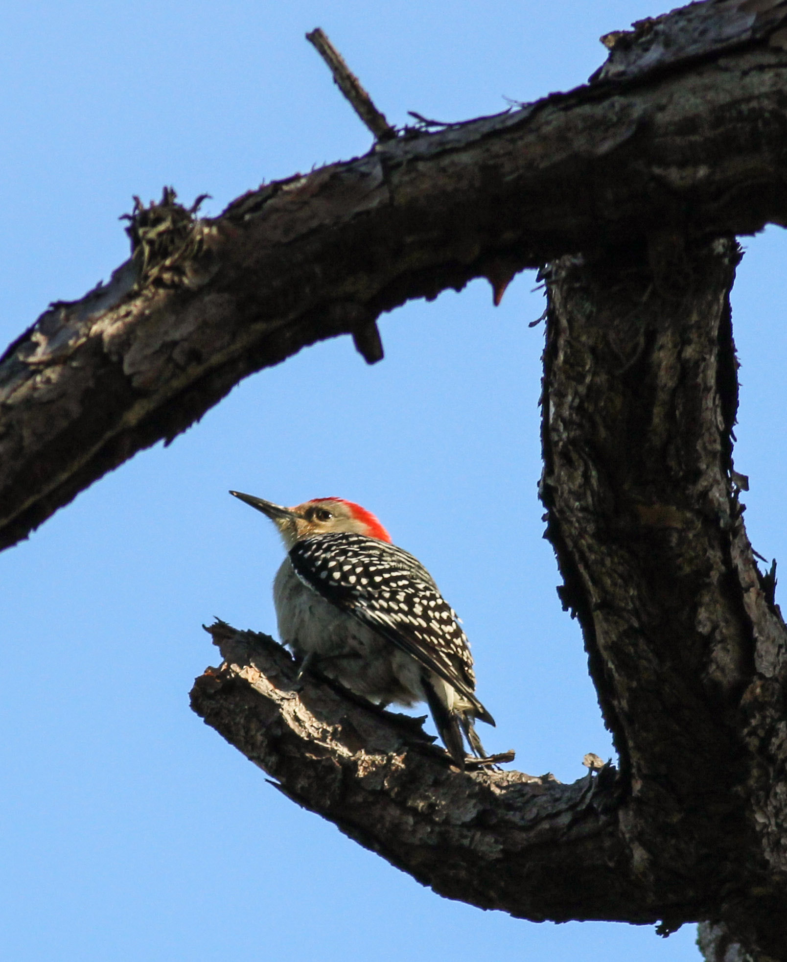 Canon EF 400mm F5.6L USM sample photo. Pine pecker photography