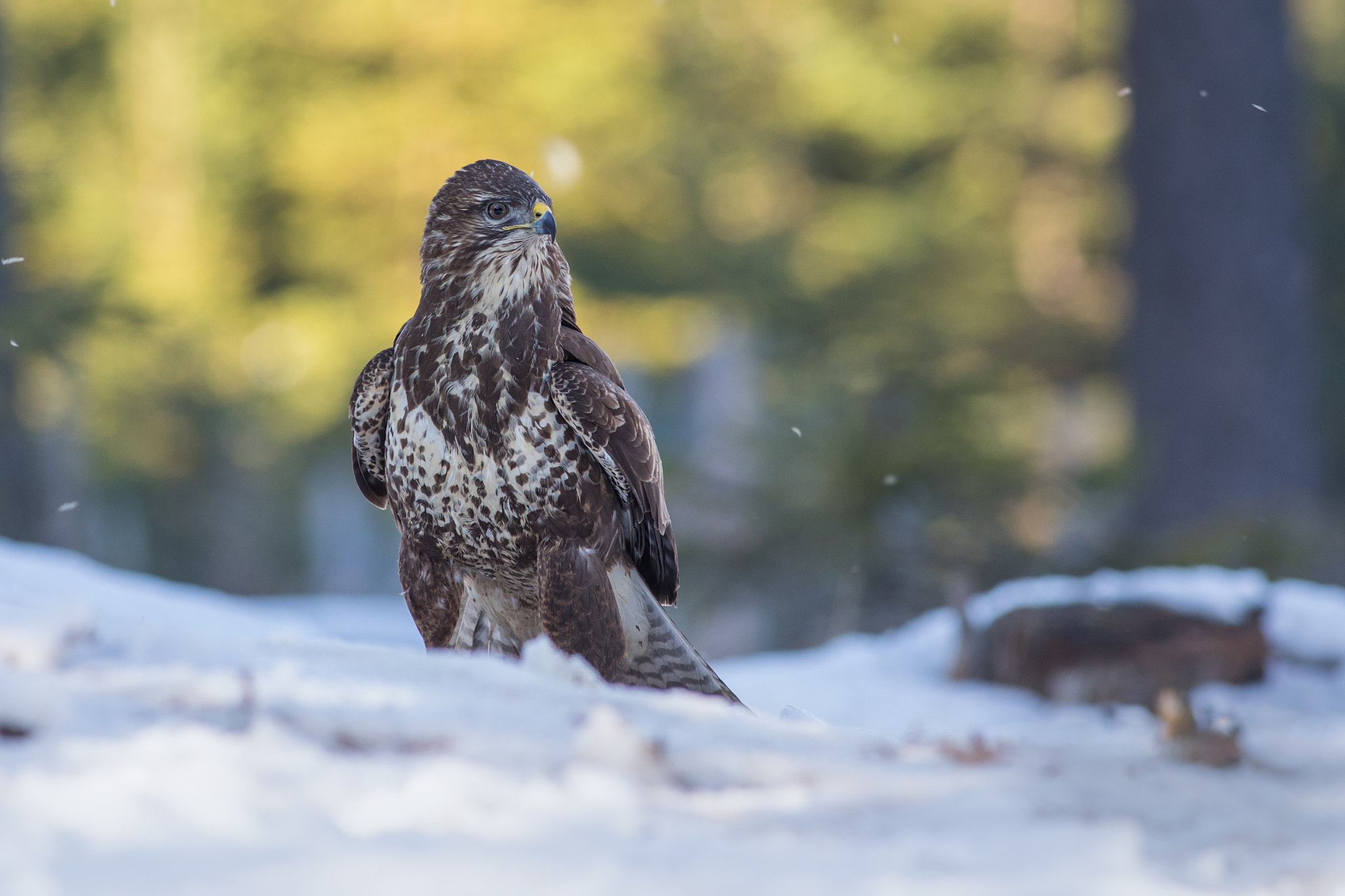 Canon EF 400mm F5.6L USM sample photo. Káně lesní (buteo buteo)

 photography
