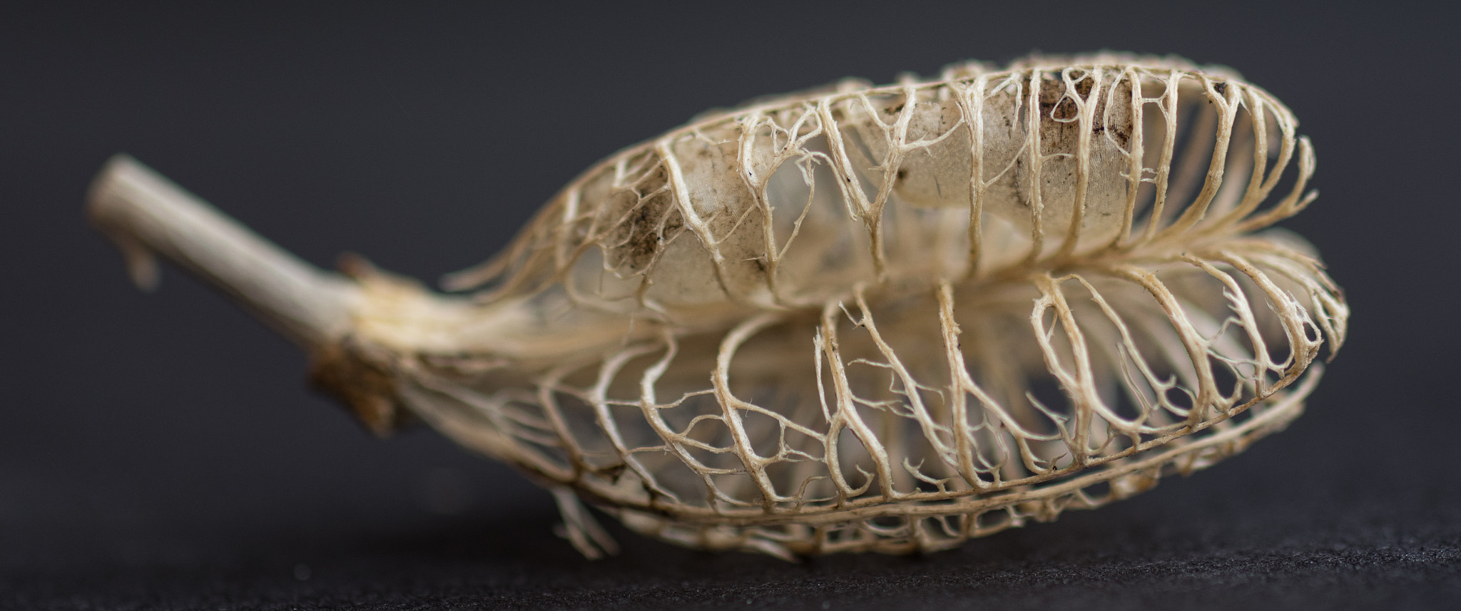 smc PENTAX-F MACRO 50mm F2.8 sample photo. Seedhead skeleton photography