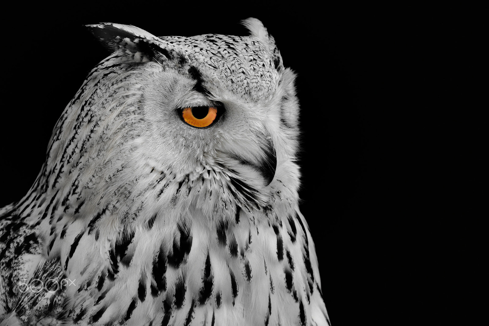 Nikon D800E sample photo. Sleepy owl photography