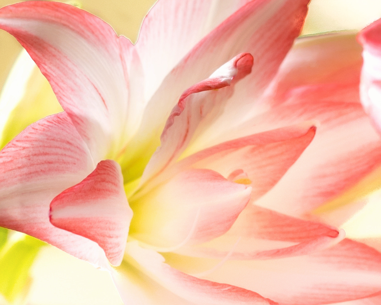 Sony a7R sample photo. Amaryllis peacock ii photography