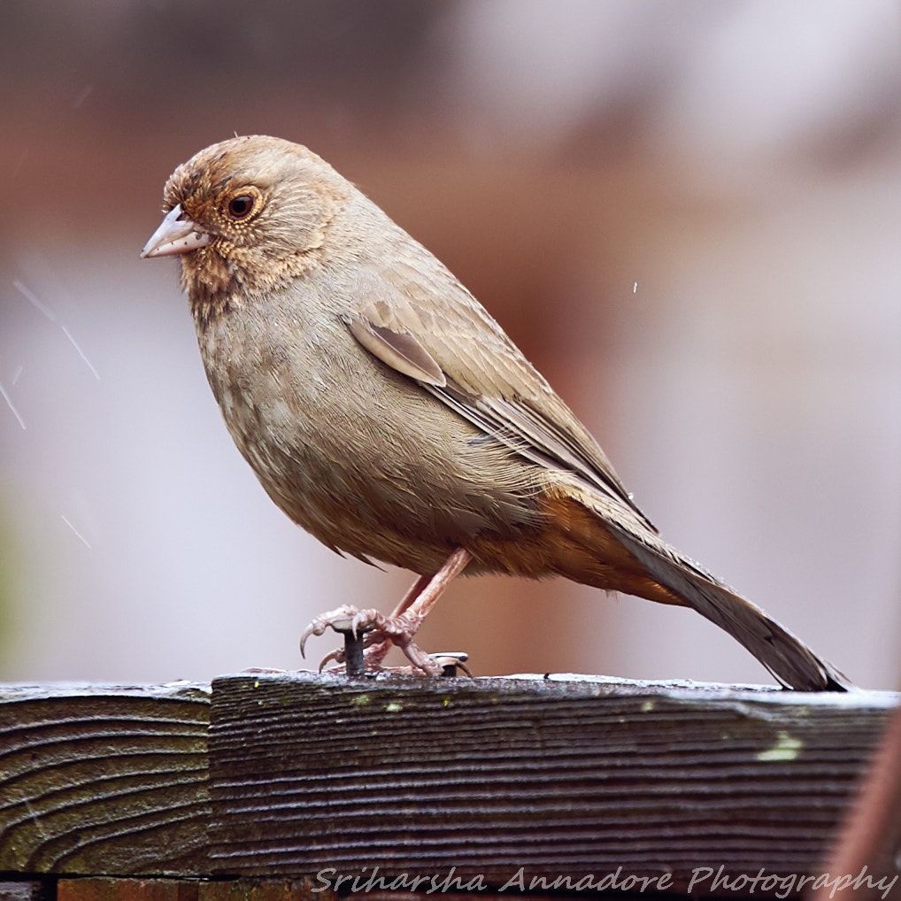 Tamron SP 70-200mm F2.8 Di VC USD sample photo. Capture photography