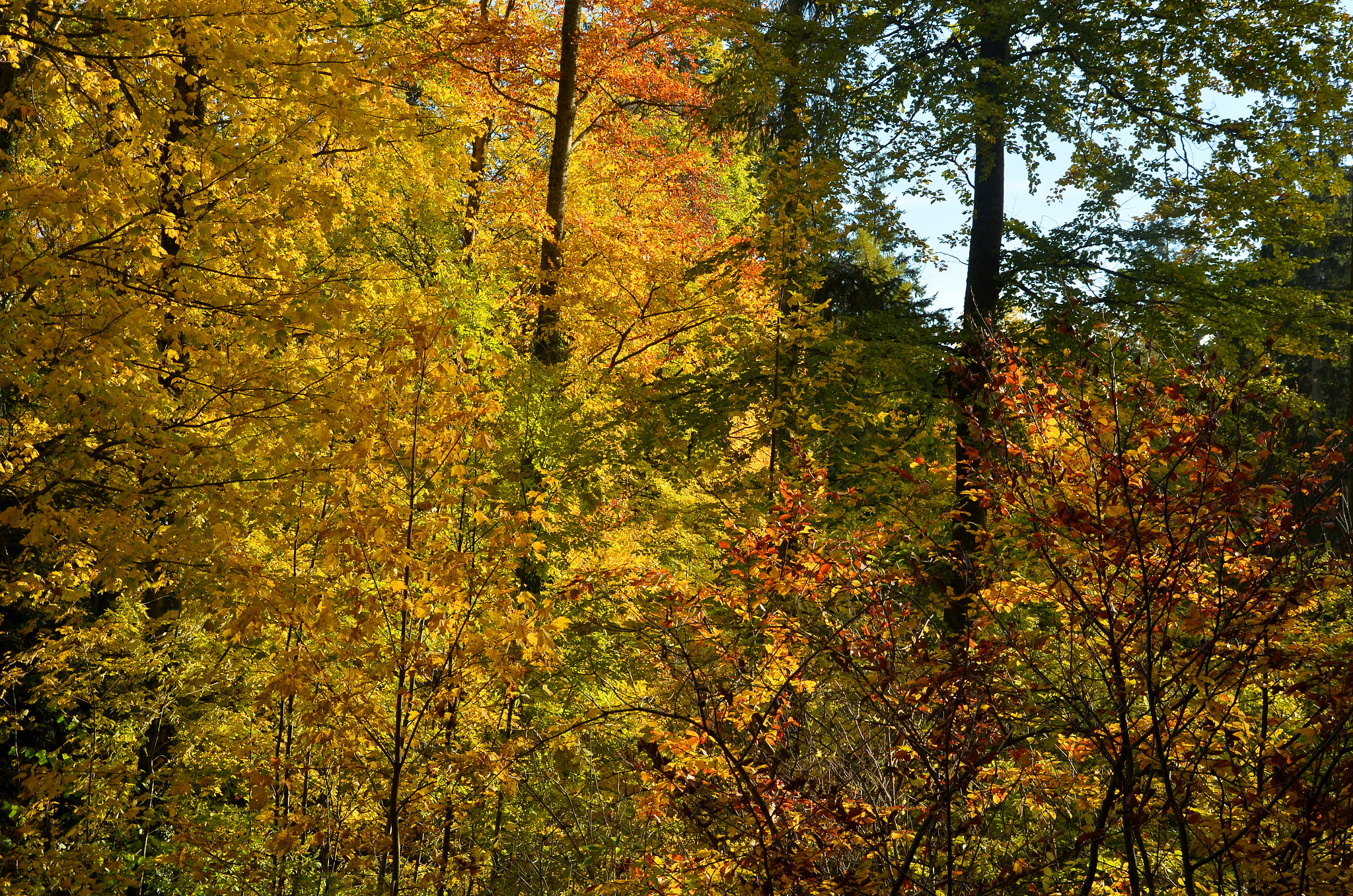 Herbstwand