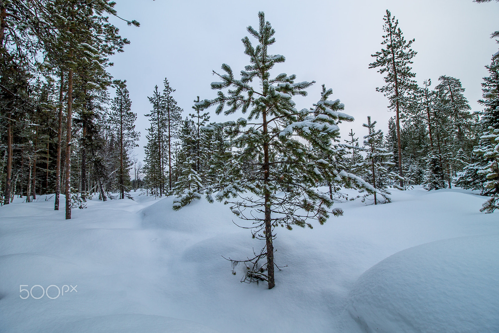 Canon EOS 1100D (EOS Rebel T3 / EOS Kiss X50) sample photo. Lappish forest #1 photography