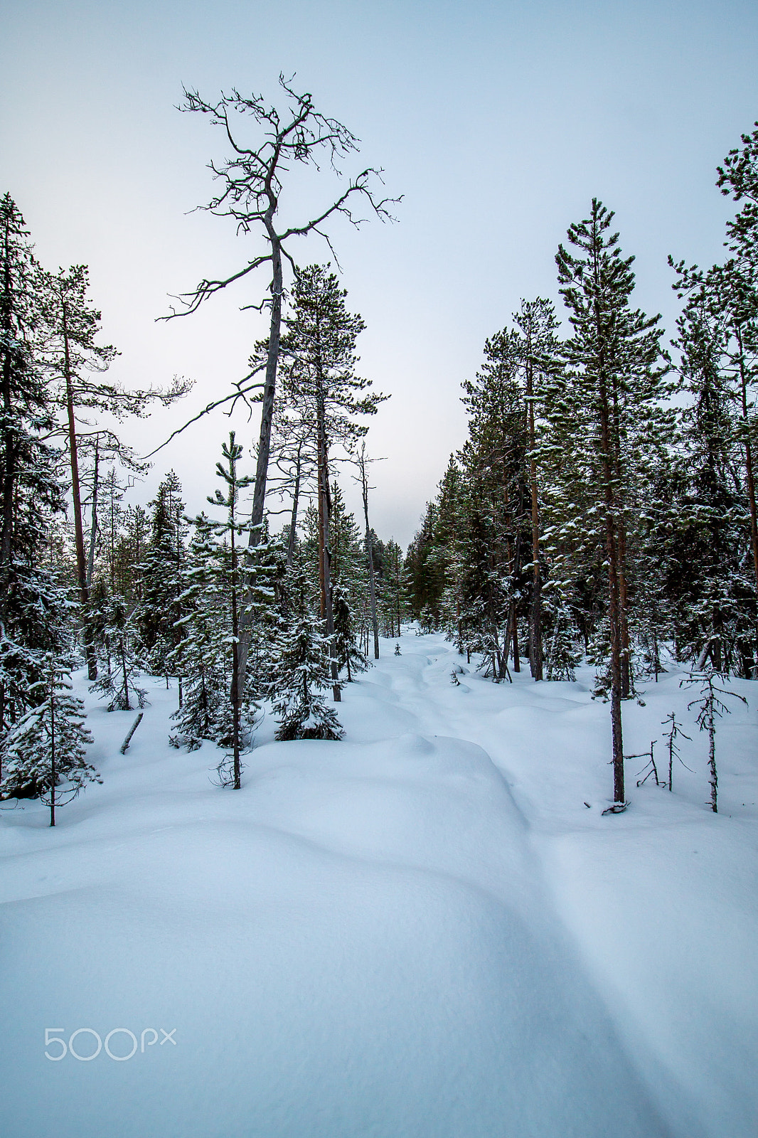 Canon EOS 1100D (EOS Rebel T3 / EOS Kiss X50) sample photo. Lappish forest #2 photography