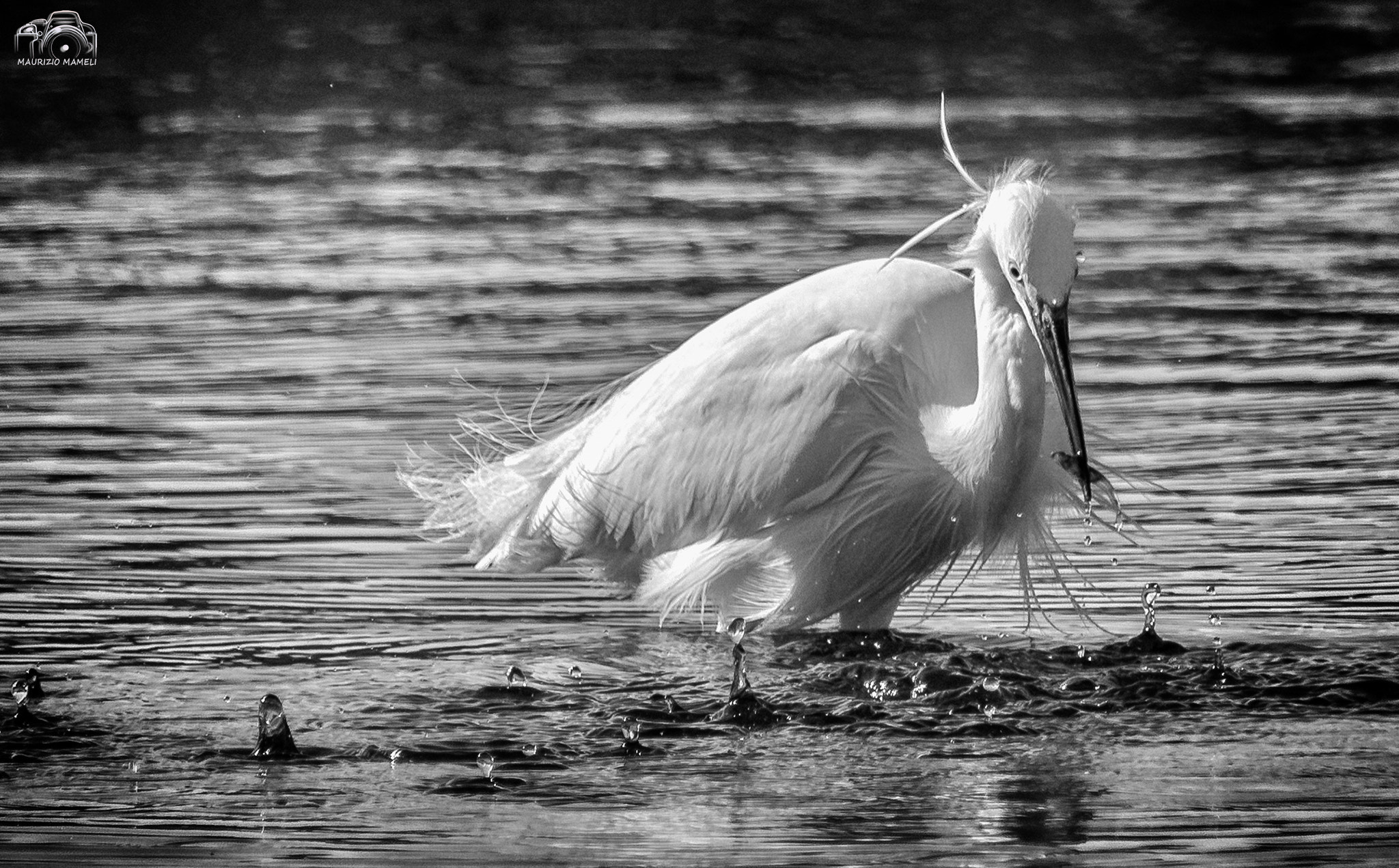 Sigma 150-500mm F5-6.3 DG OS HSM sample photo. Egretta garzetta photography