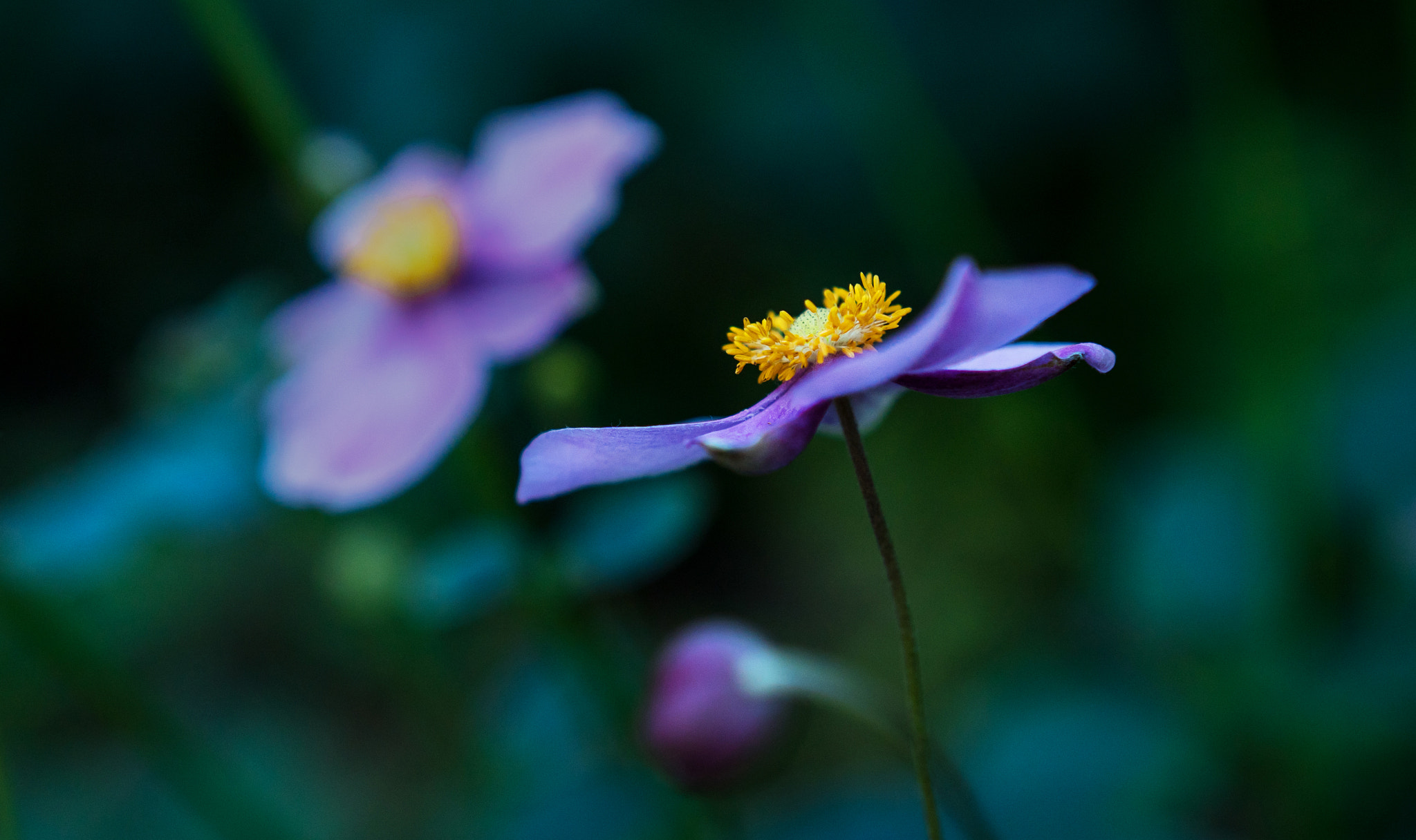 Sony a6300 sample photo. Anemones photography