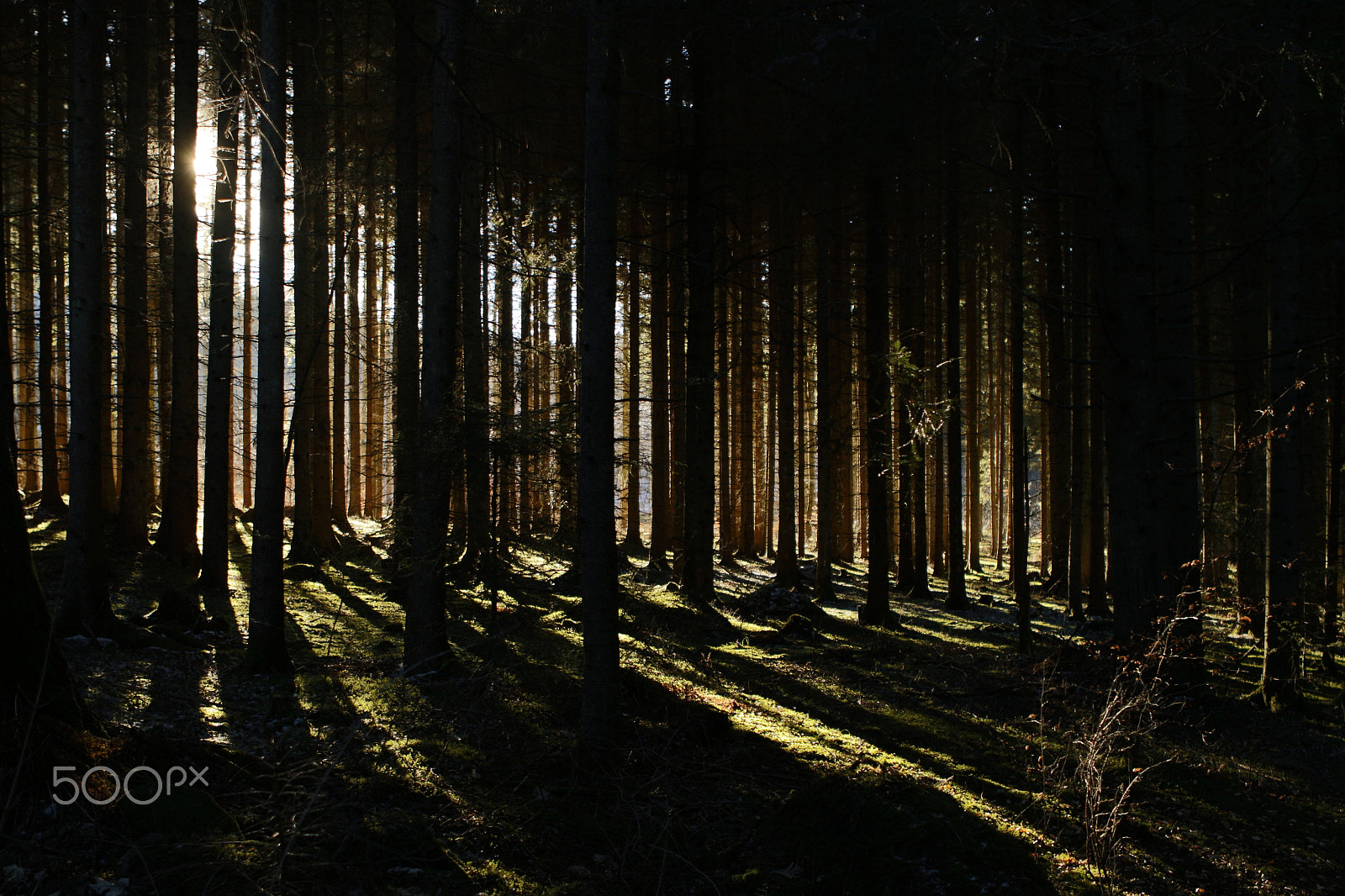Canon EF 24-70mm F2.8L USM sample photo. A peek through the trees photography
