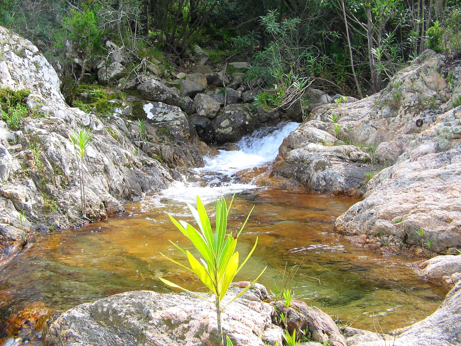 Canon POWERSHOT A400 sample photo. Spring in sardinia photography