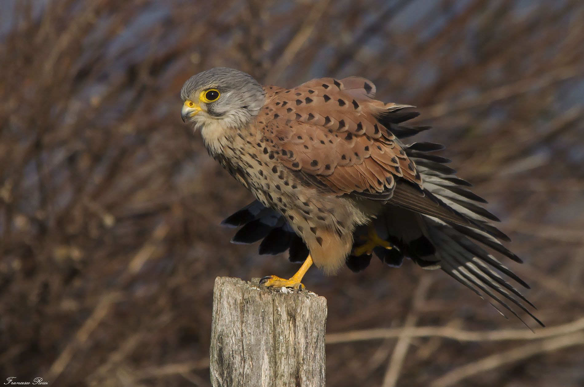Sigma 150-500mm F5-6.3 DG OS HSM sample photo. Kestrel, gheppio  photography