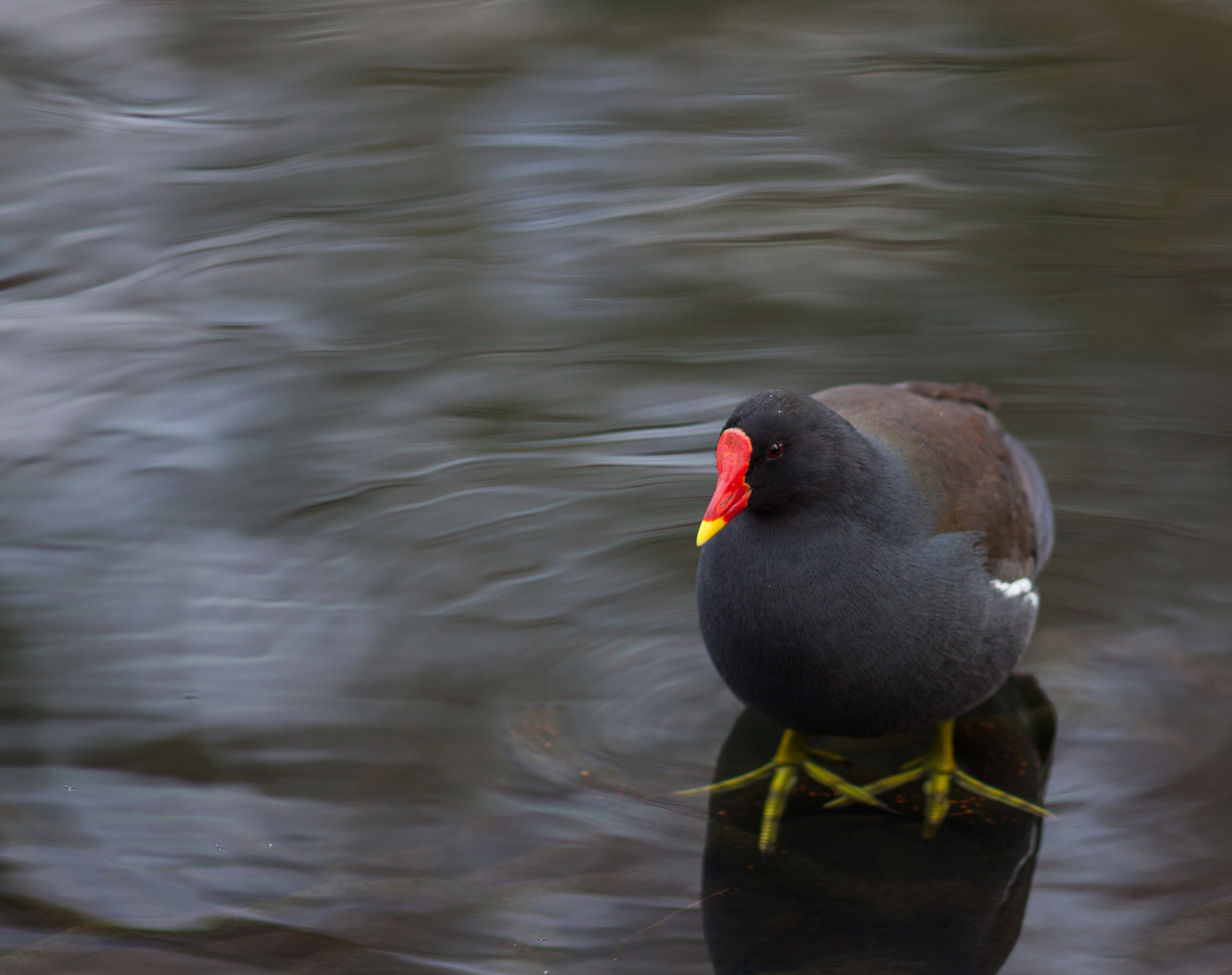 Canon EOS 50D + Canon EF 200mm F2.8L II USM sample photo. Moorhen 3 (gallinula chloropus) photography