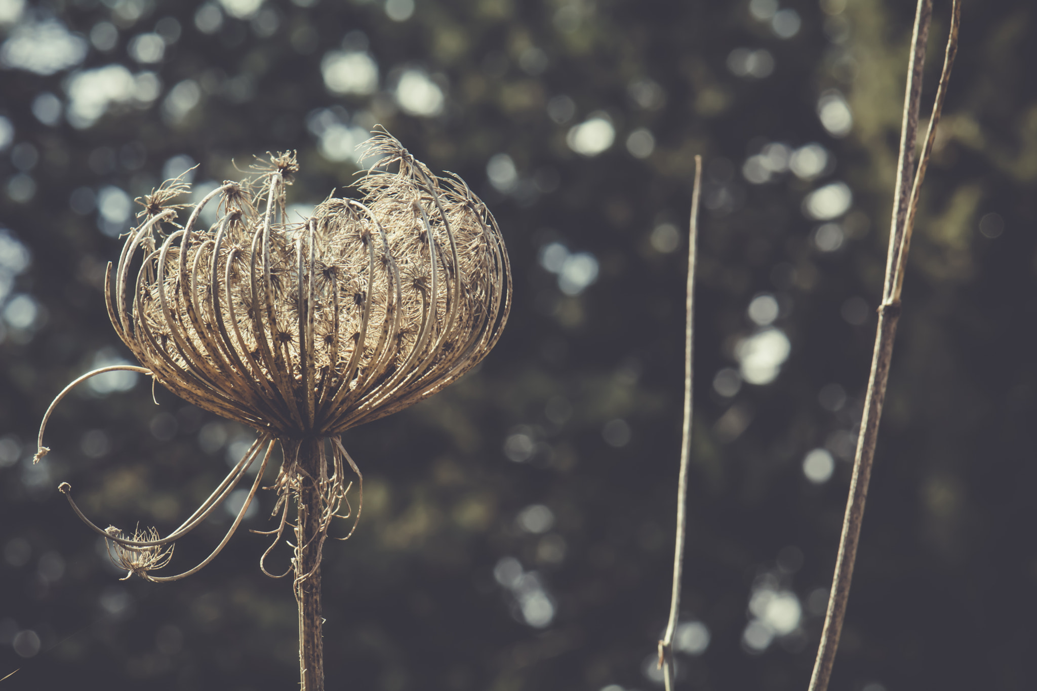 Nikon AF-S DX Micro-Nikkor 85mm F3.5G ED VR sample photo. Winter dried flower photography