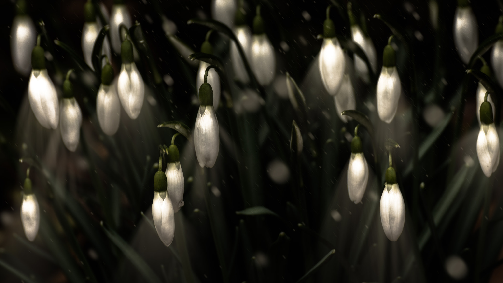 Nikon D7200 sample photo. Little lanterns photography
