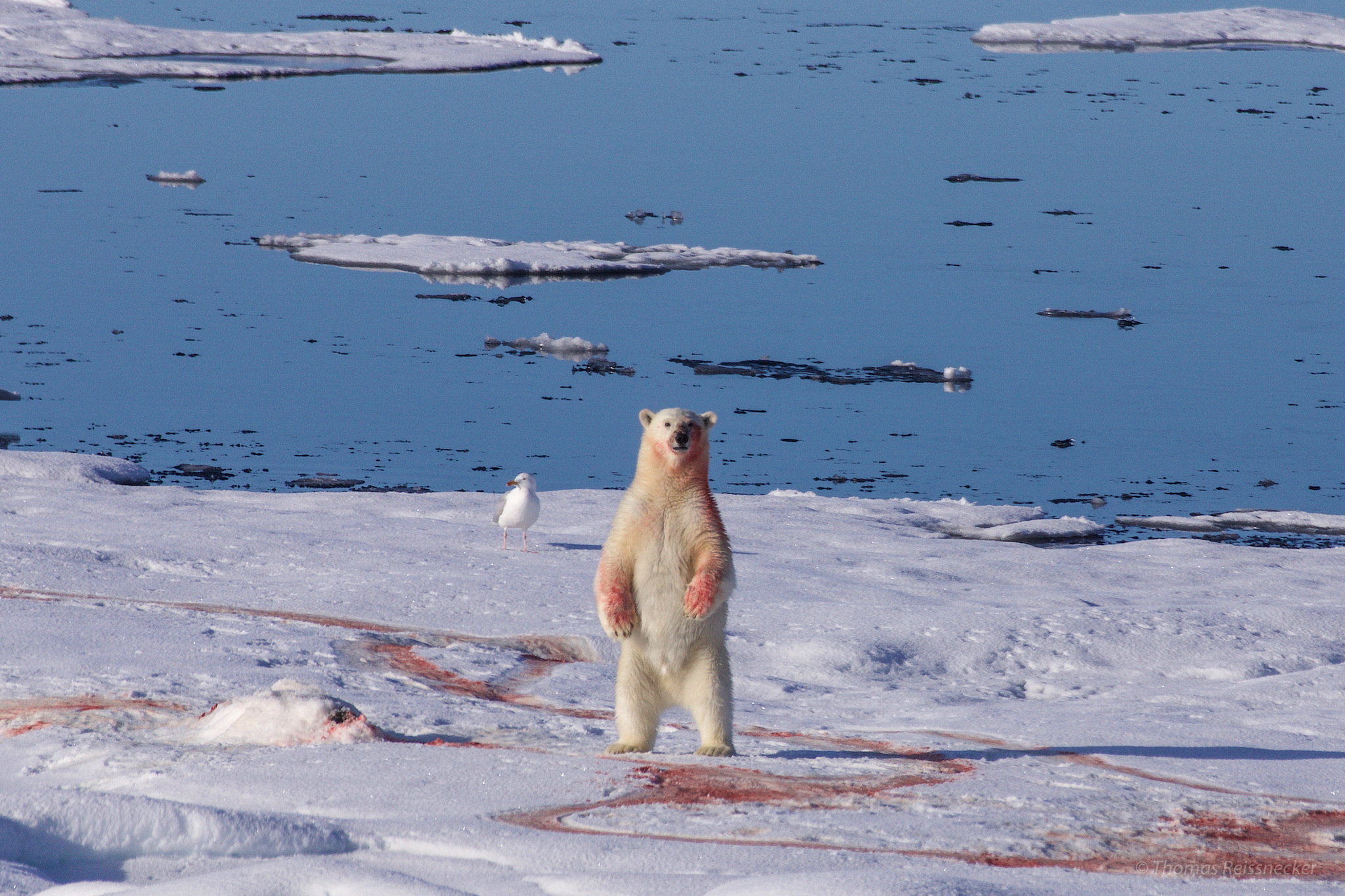 Sony 70-300mm F4.5-5.6 G SSM sample photo. Polarbear and meal photography