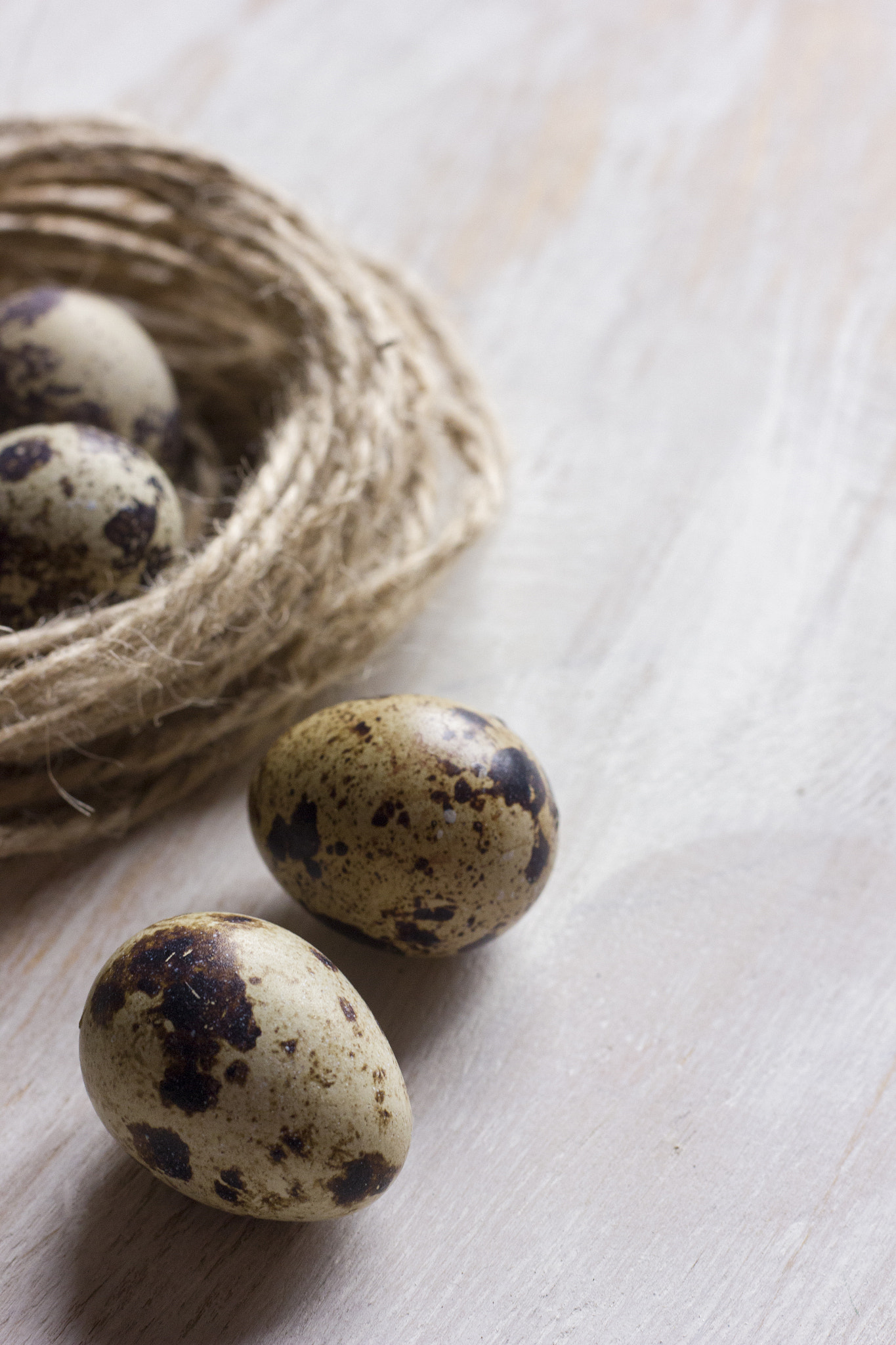 Canon EOS 550D (EOS Rebel T2i / EOS Kiss X4) sample photo. Quail eggs in a coffee cup and a bird nest with le photography