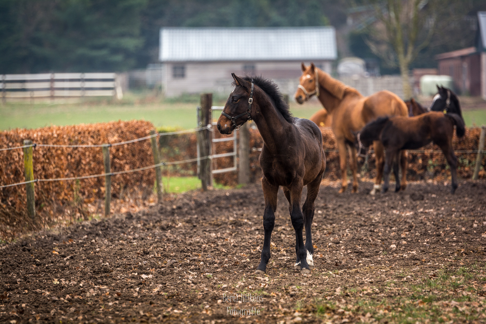 Nikon D7100 sample photo. A cute little one photography