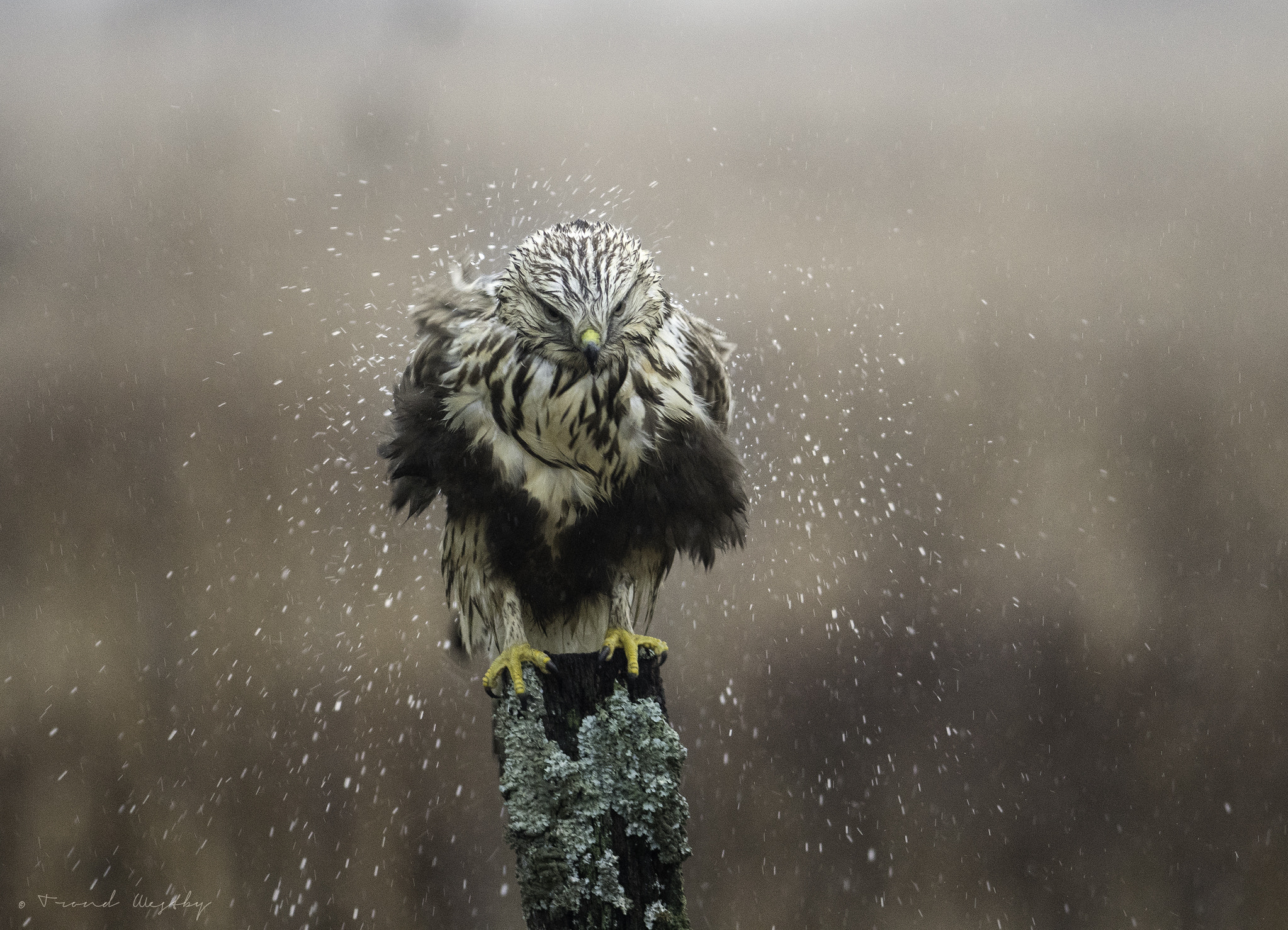 Nikon AF-S Nikkor 300mm F2.8G ED VR II sample photo. Rough-legged buzzard photography