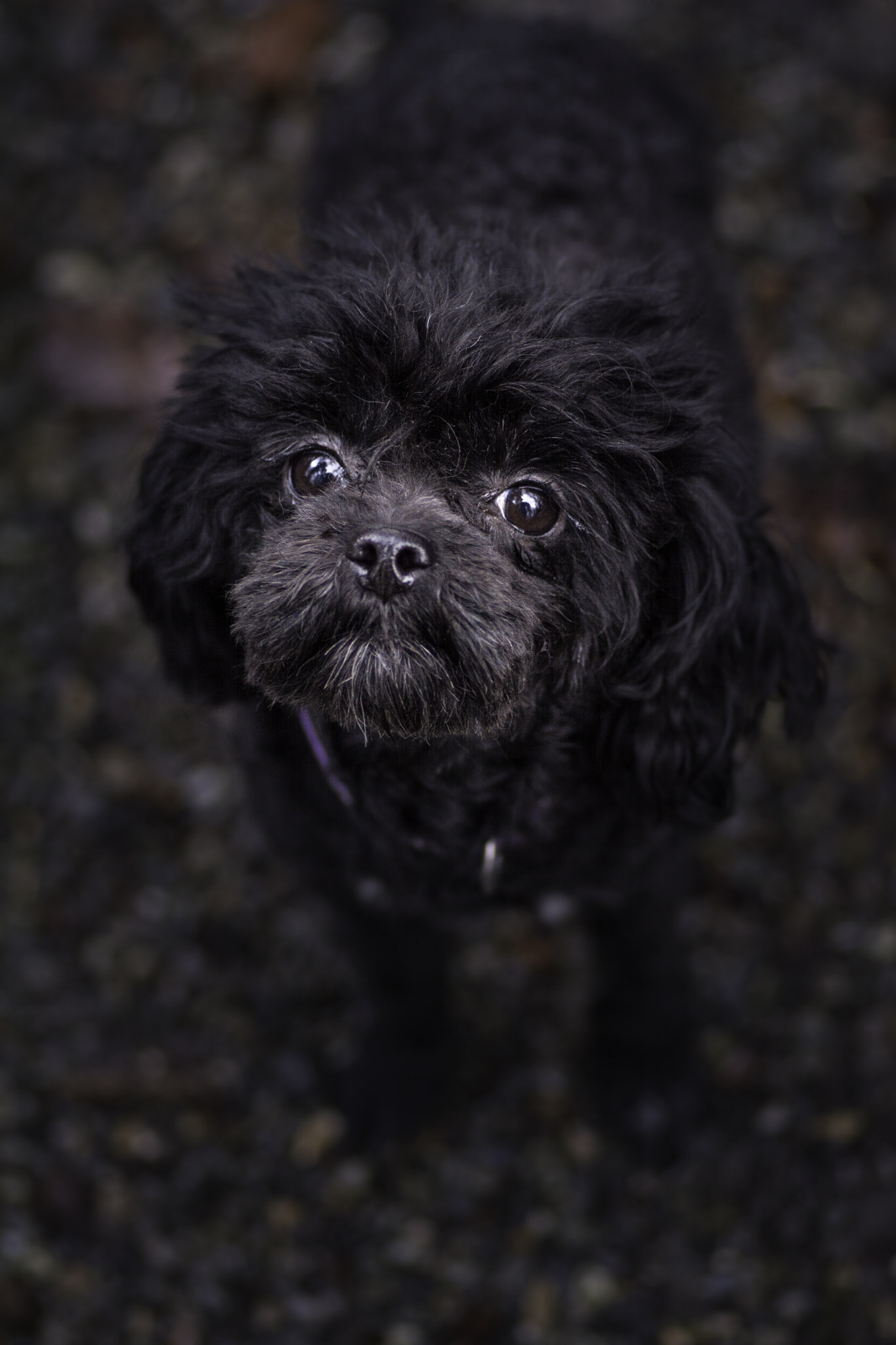 Tokina AT-X Pro 100mm F2.8 Macro sample photo. Lea photography