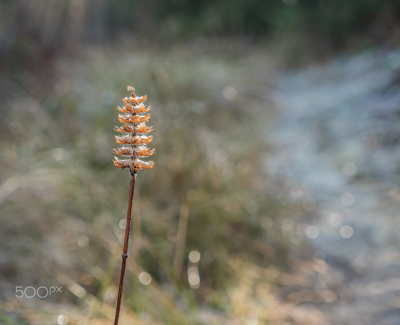 Panasonic Lumix G X Vario 12-35mm F2.8 ASPH Power OIS sample photo. A frozen blade of grass photography