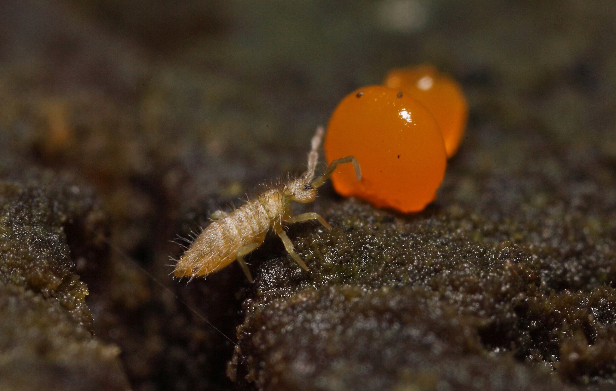 Canon EOS 5D Mark II + Canon MP-E 65mm F2.5 1-5x Macro Photo sample photo. Springtail seen on top of a wooden fence post, also the start of a fungi growing photography