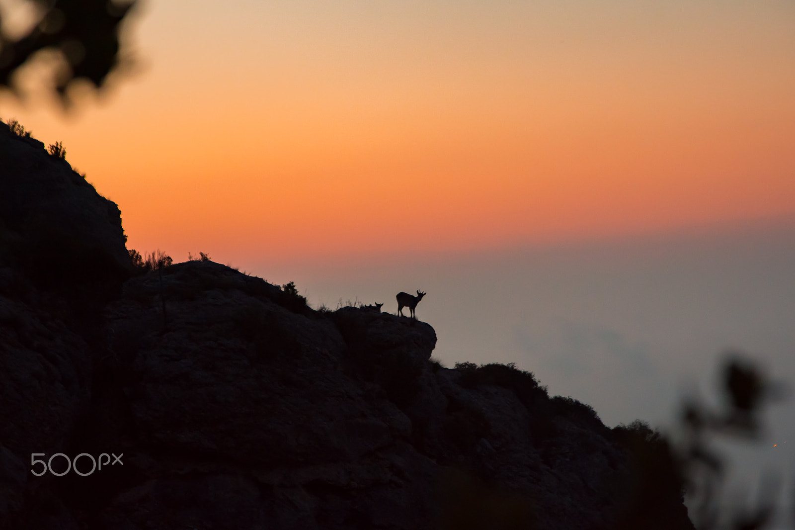 Nikon D7200 + Sigma 17-70mm F2.8-4 DC Macro OS HSM | C sample photo. Montserrat goat photography